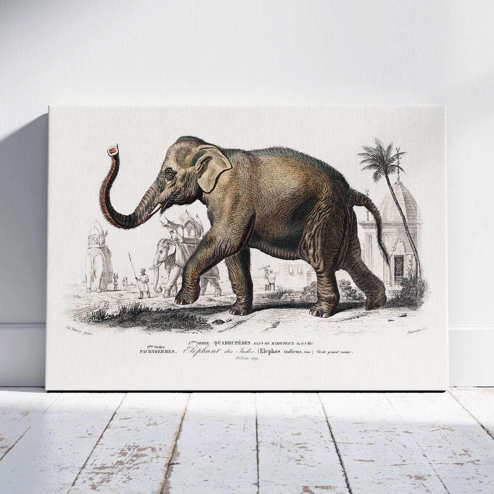 Asiatic Elephant (Elephas Maximus) - Charles Dessalines D'Orbigny - Framed Canvas Wall Art Print | House Prints