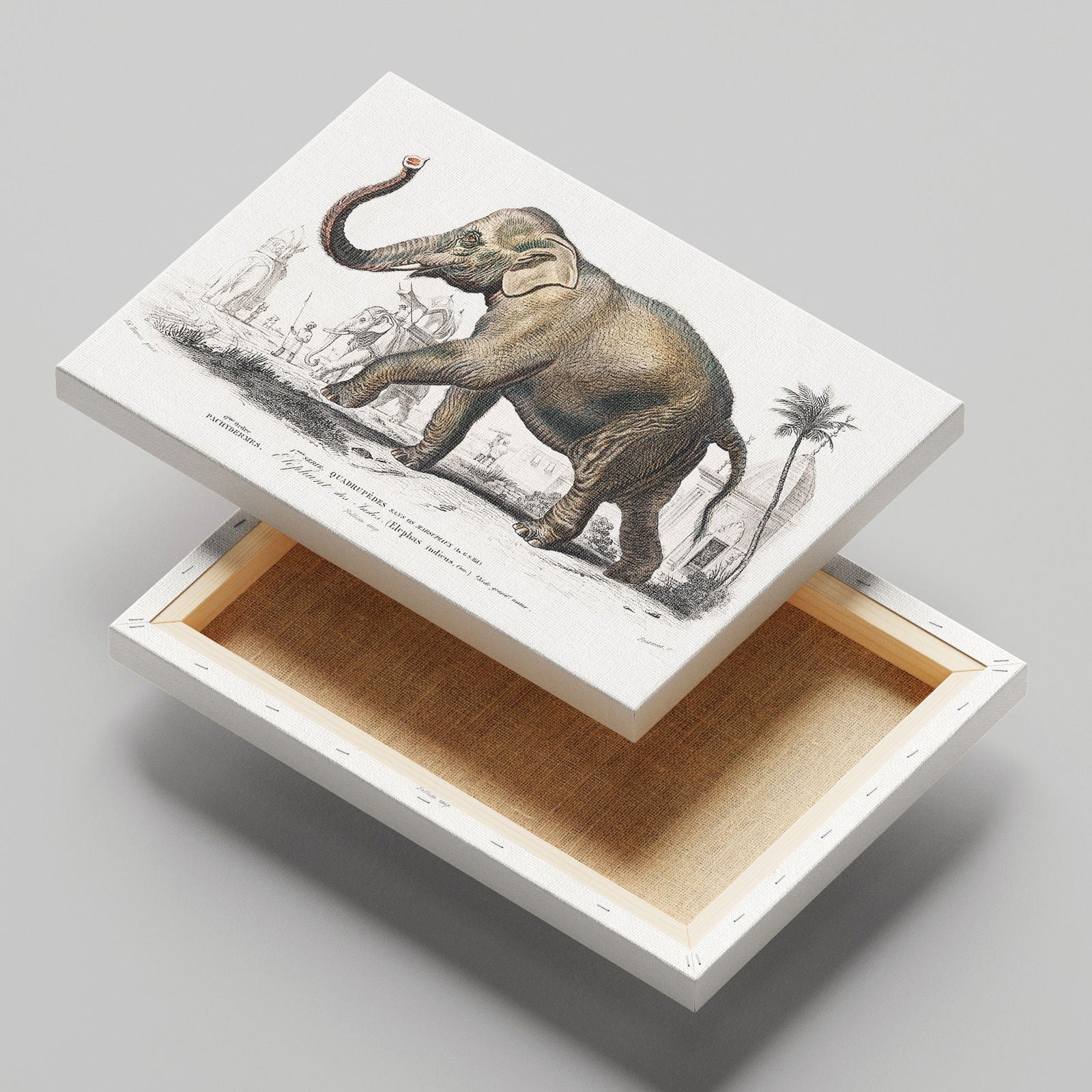 Asiatic Elephant (Elephas Maximus) - Charles Dessalines D'Orbigny - Framed Canvas Wall Art Print | House Prints