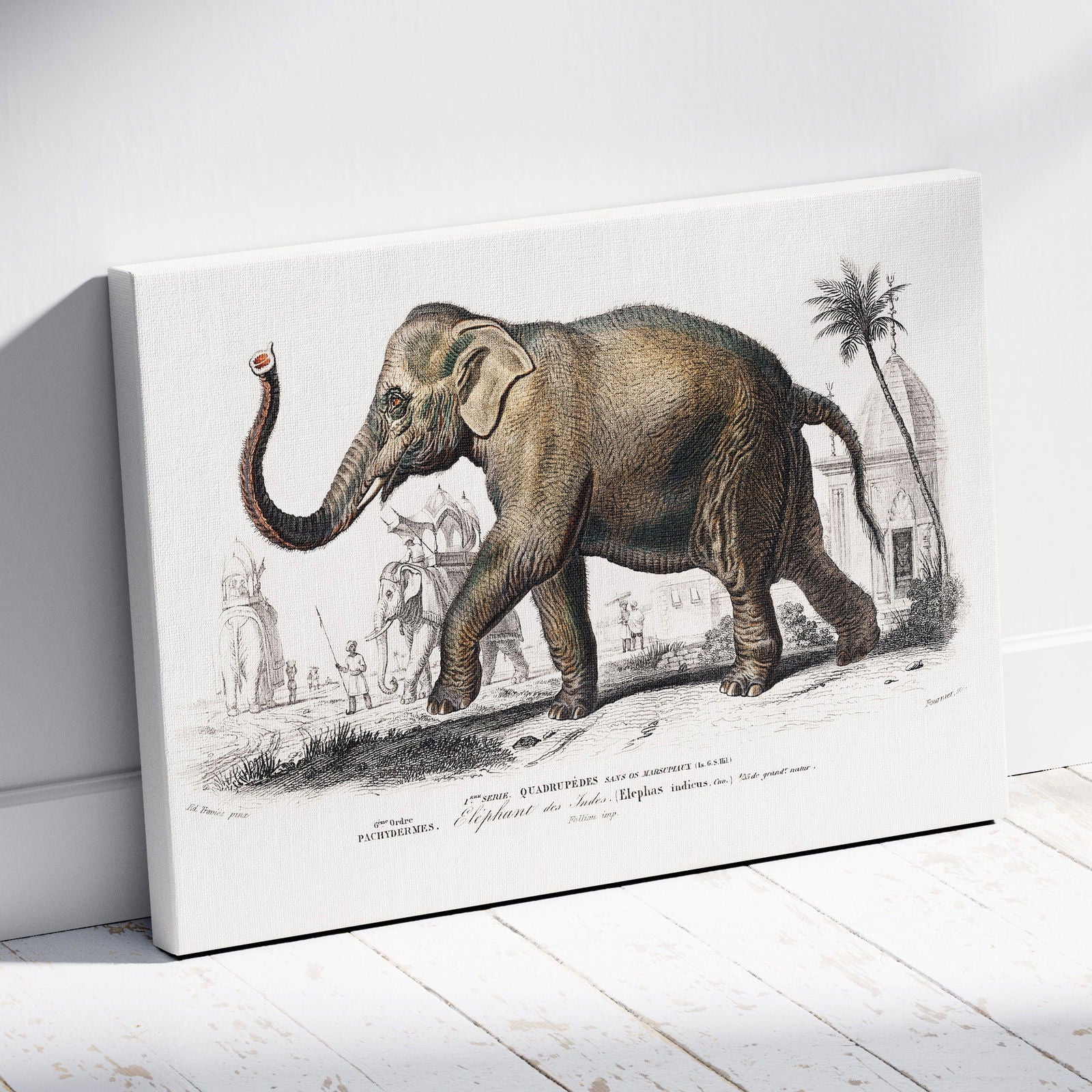 Asiatic Elephant (Elephas Maximus) - Charles Dessalines D'Orbigny - Framed Canvas Wall Art Print | House Prints