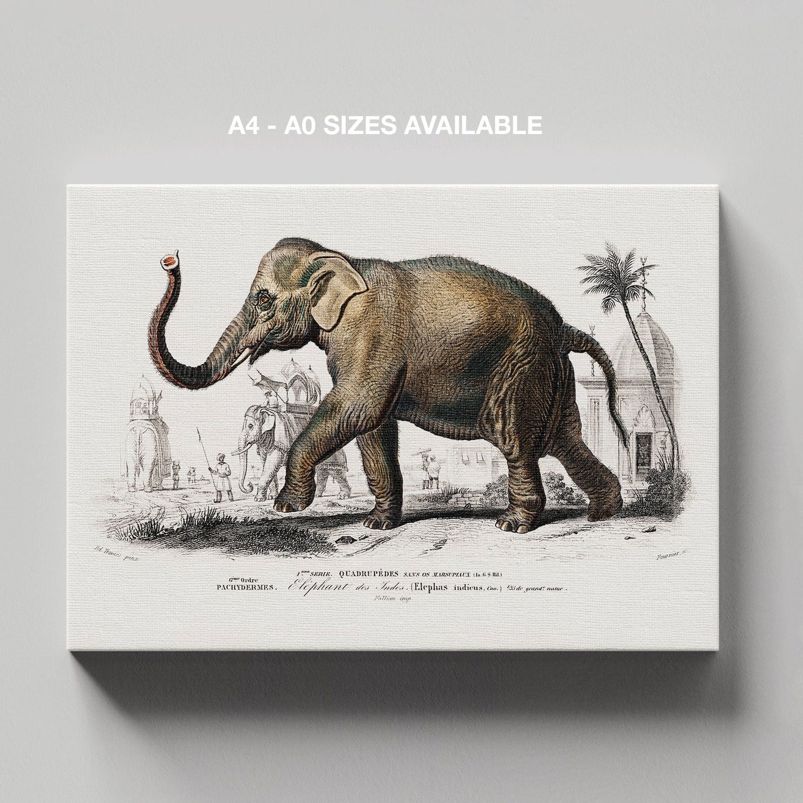 Asiatic Elephant (Elephas Maximus) - Charles Dessalines D'Orbigny - Framed Canvas Wall Art Print | House Prints