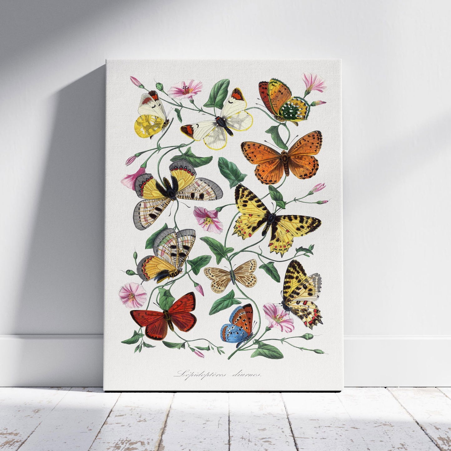 Butterfly and Moth - Paul Gervais - Framed Canvas Wall Art Print - House Prints