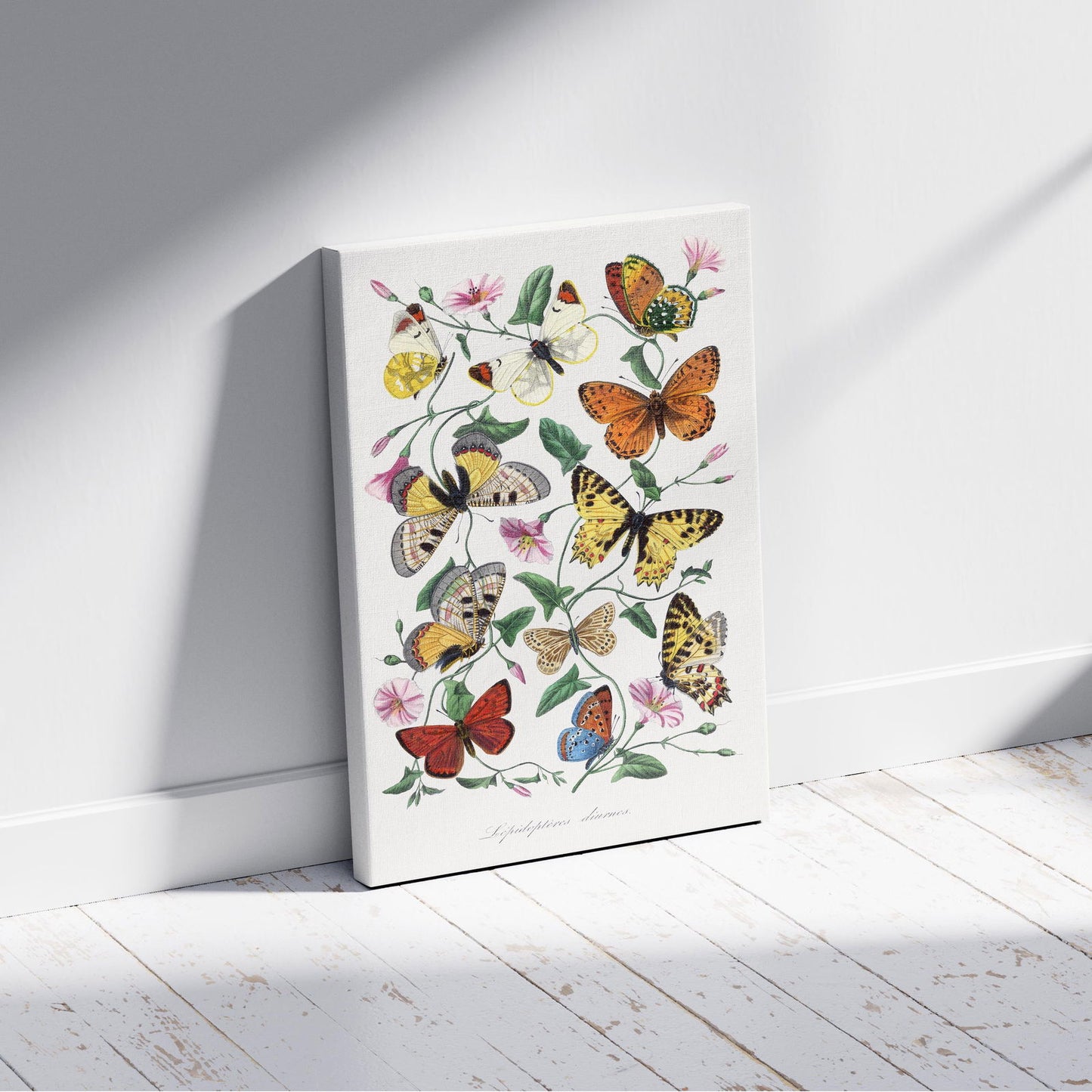 Butterfly and Moth - Paul Gervais - Framed Canvas Wall Art Print - House Prints