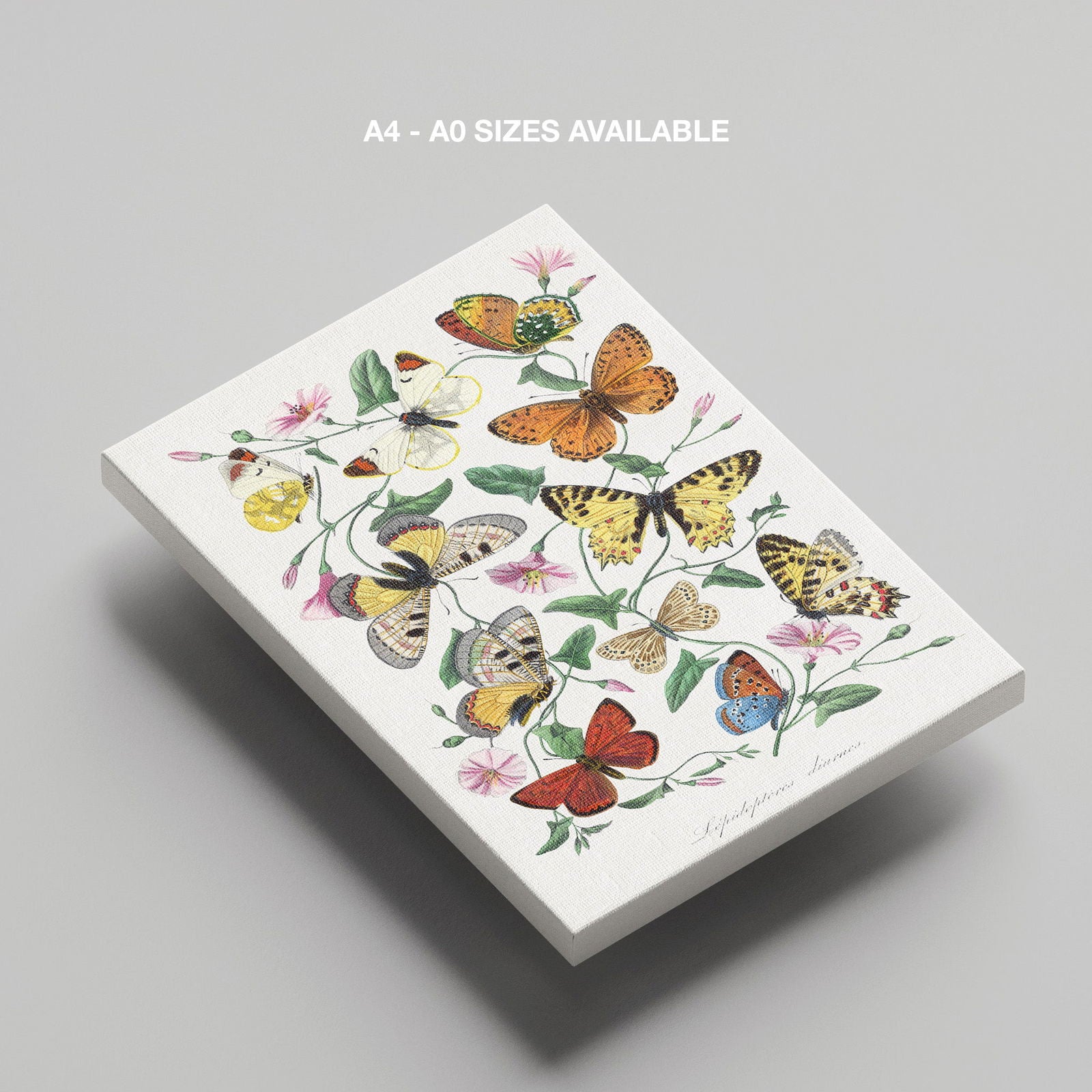 Butterfly and Moth - Paul Gervais - Framed Canvas Wall Art Print | House Prints