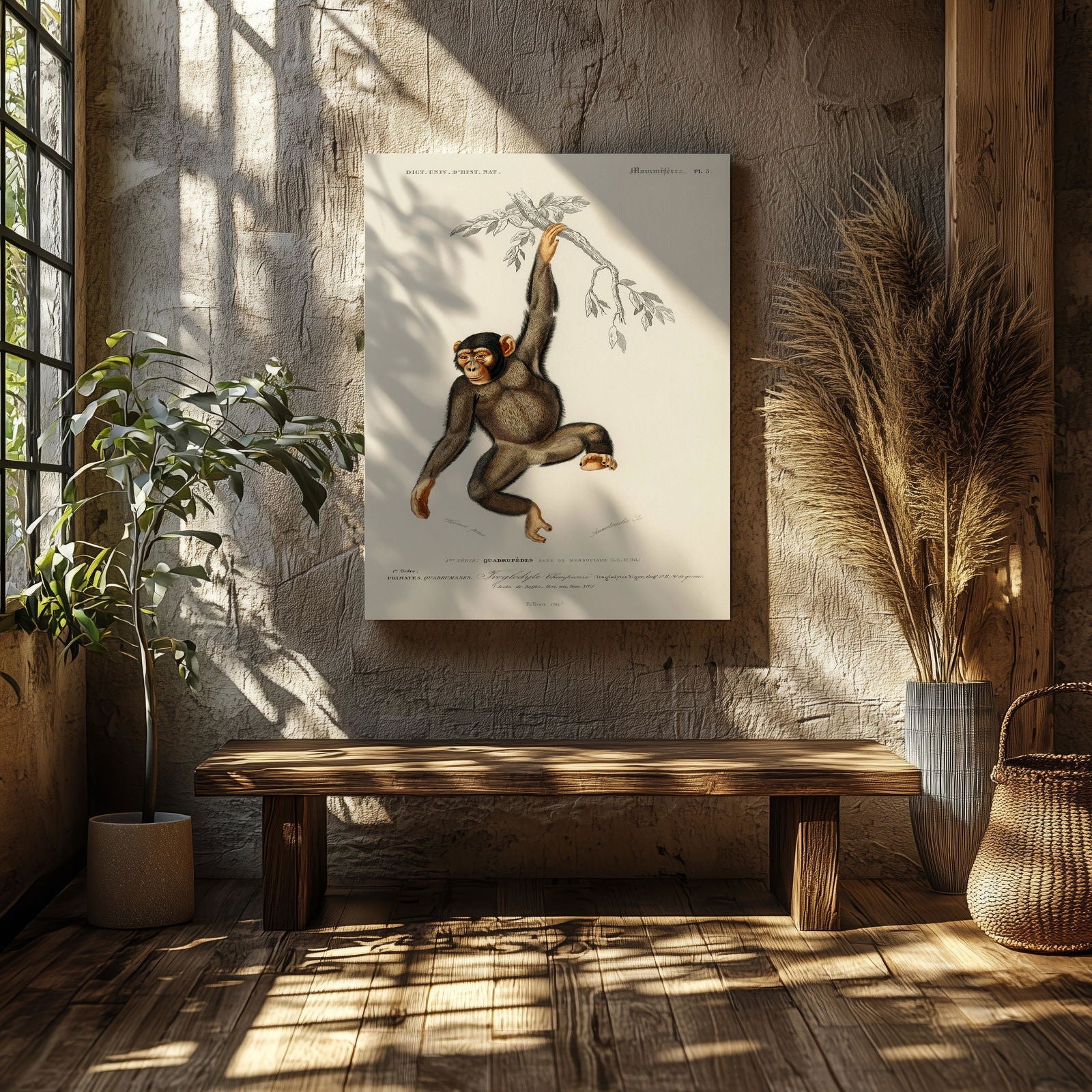 Chimpangze (Troglodyte Chimpanze) - Charles Dessalines D'Orbigny - Framed Canvas Wall Art Print | House Prints