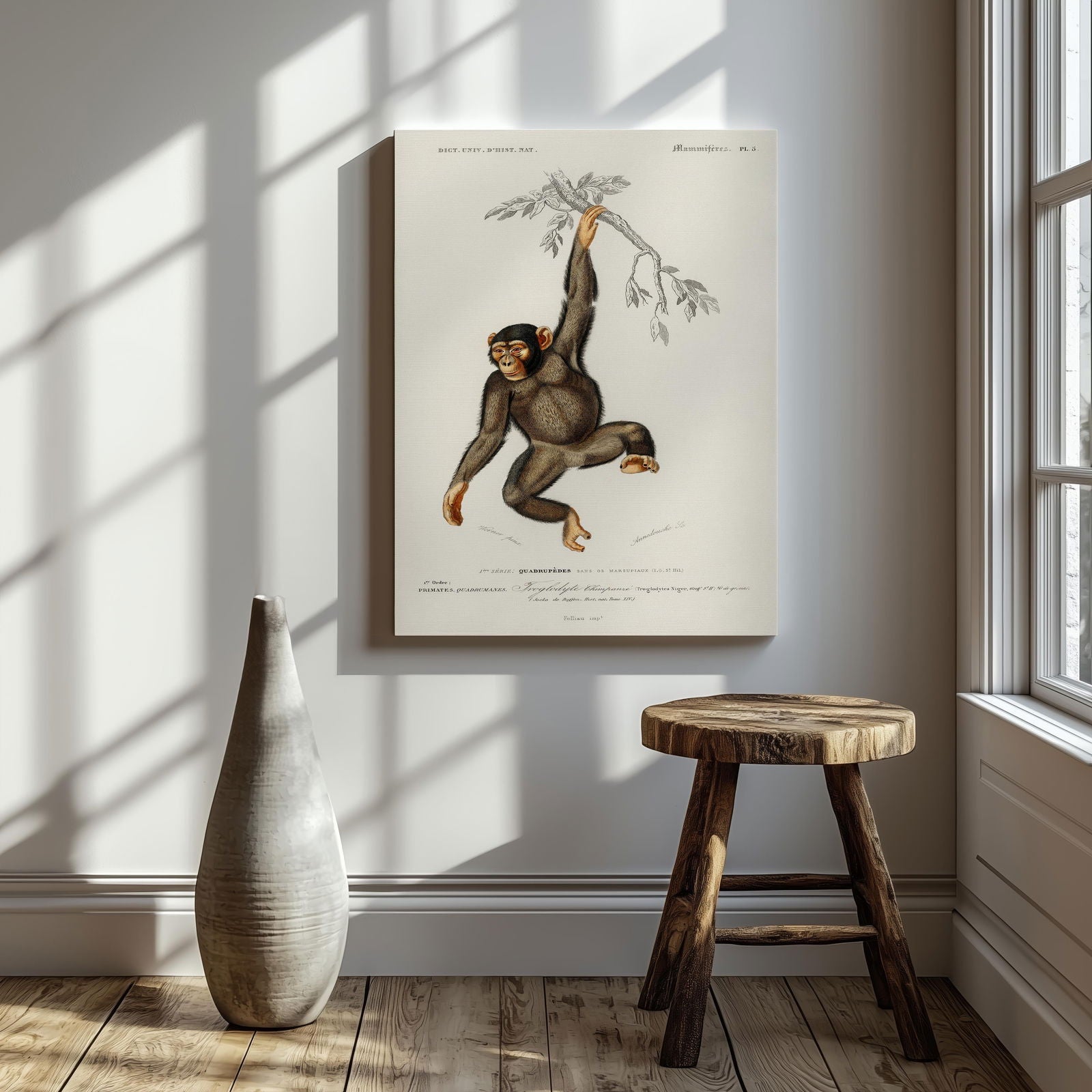 Chimpangze (Troglodyte Chimpanze) - Charles Dessalines D'Orbigny - Framed Canvas Wall Art Print | House Prints