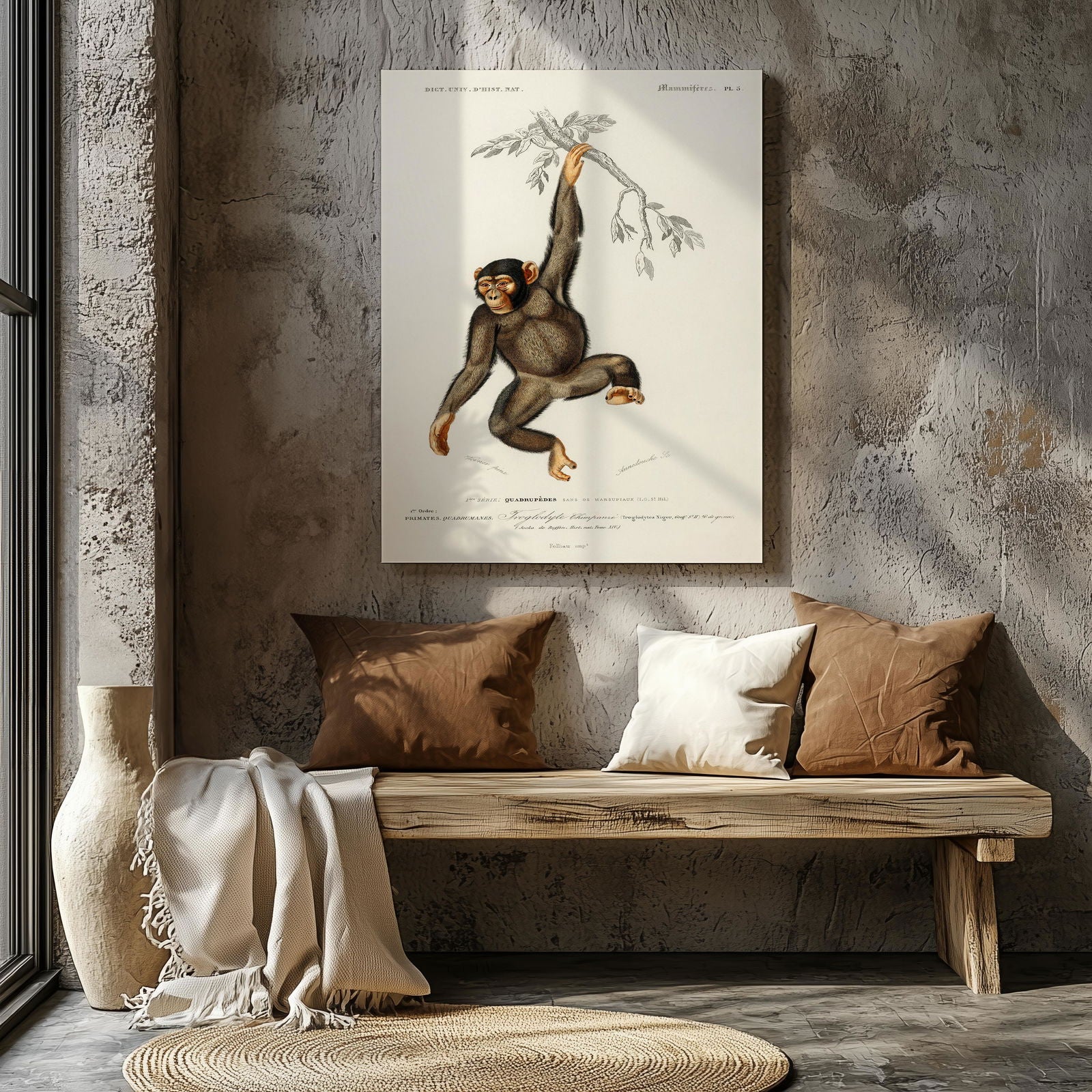 Chimpangze (Troglodyte Chimpanze) - Charles Dessalines D'Orbigny - Framed Canvas Wall Art Print | House Prints