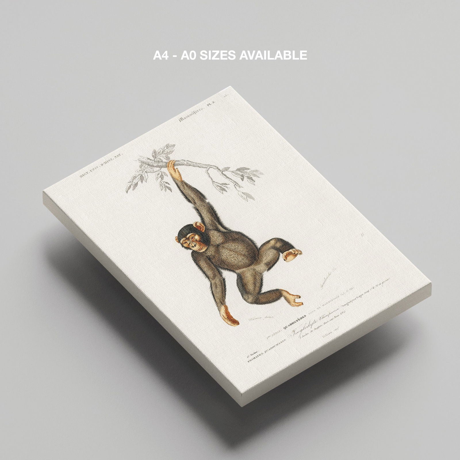 Chimpangze (Troglodyte Chimpanze) - Charles Dessalines D'Orbigny - Framed Canvas Wall Art Print | House Prints