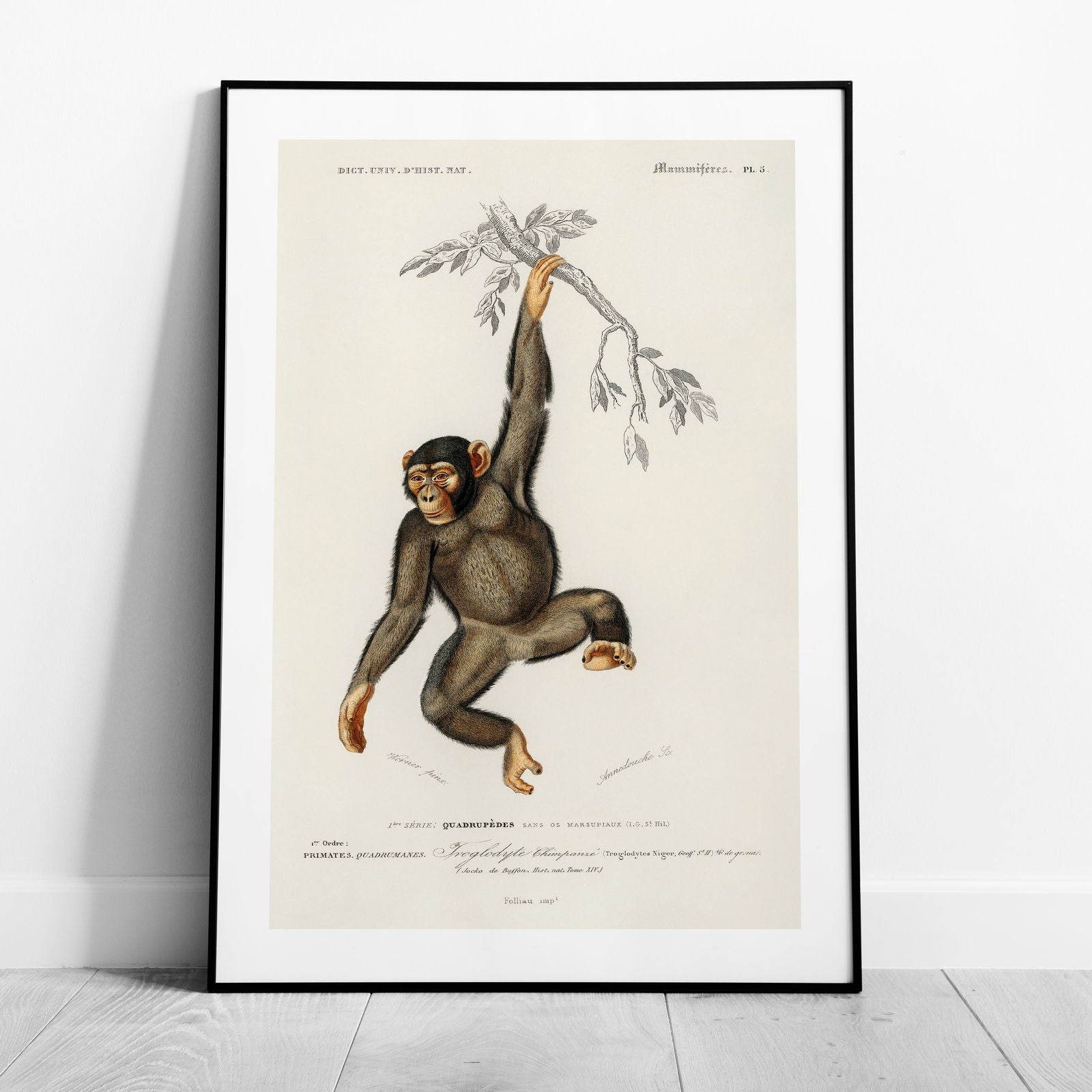 Chimpangze (Troglodyte Chimpanze) - Charles Dessalines D'Orbigny - Rolled Poster Wall Art Print | House Prints