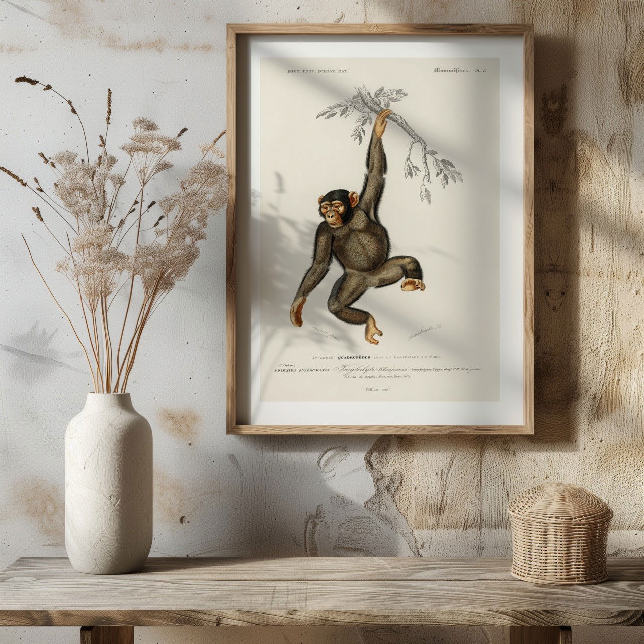 Chimpangze (Troglodyte Chimpanze) - Charles Dessalines D'Orbigny - Rolled Poster Wall Art Print | House Prints