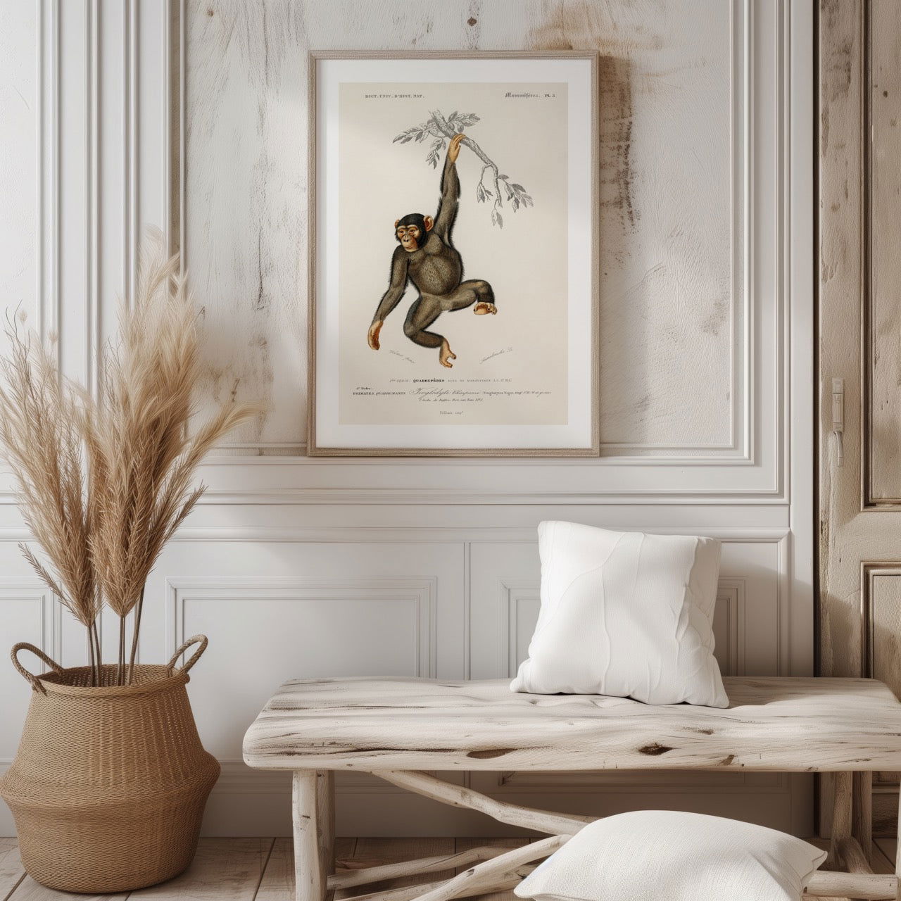 Chimpangze (Troglodyte Chimpanze) - Charles Dessalines D'Orbigny - Rolled Poster Wall Art Print | House Prints