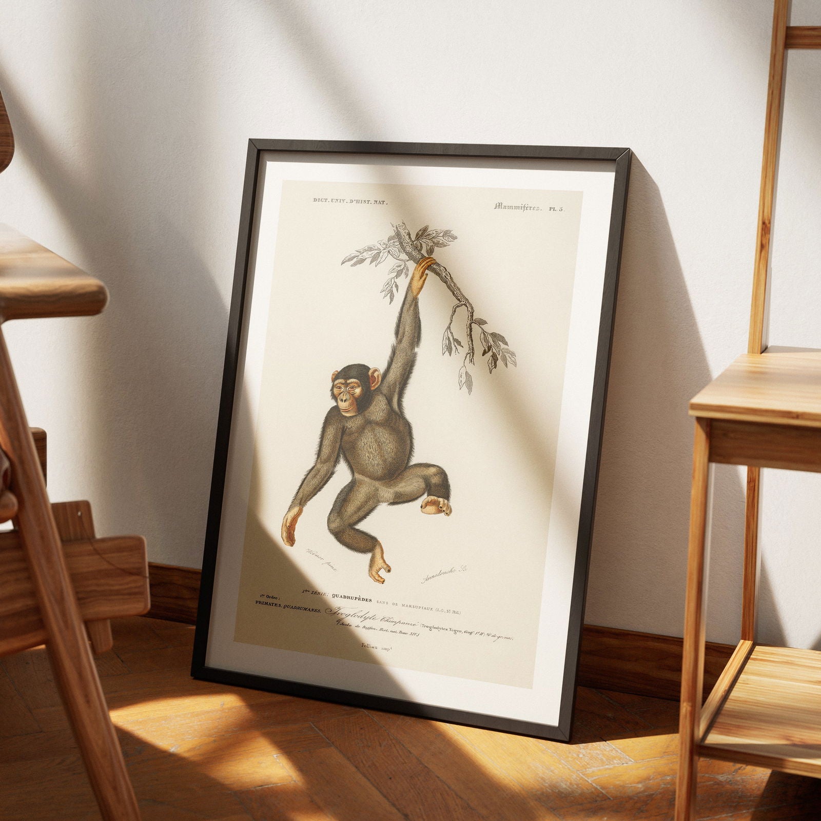 Chimpangze (Troglodyte Chimpanze) - Charles Dessalines D'Orbigny - Rolled Poster Wall Art Print | House Prints