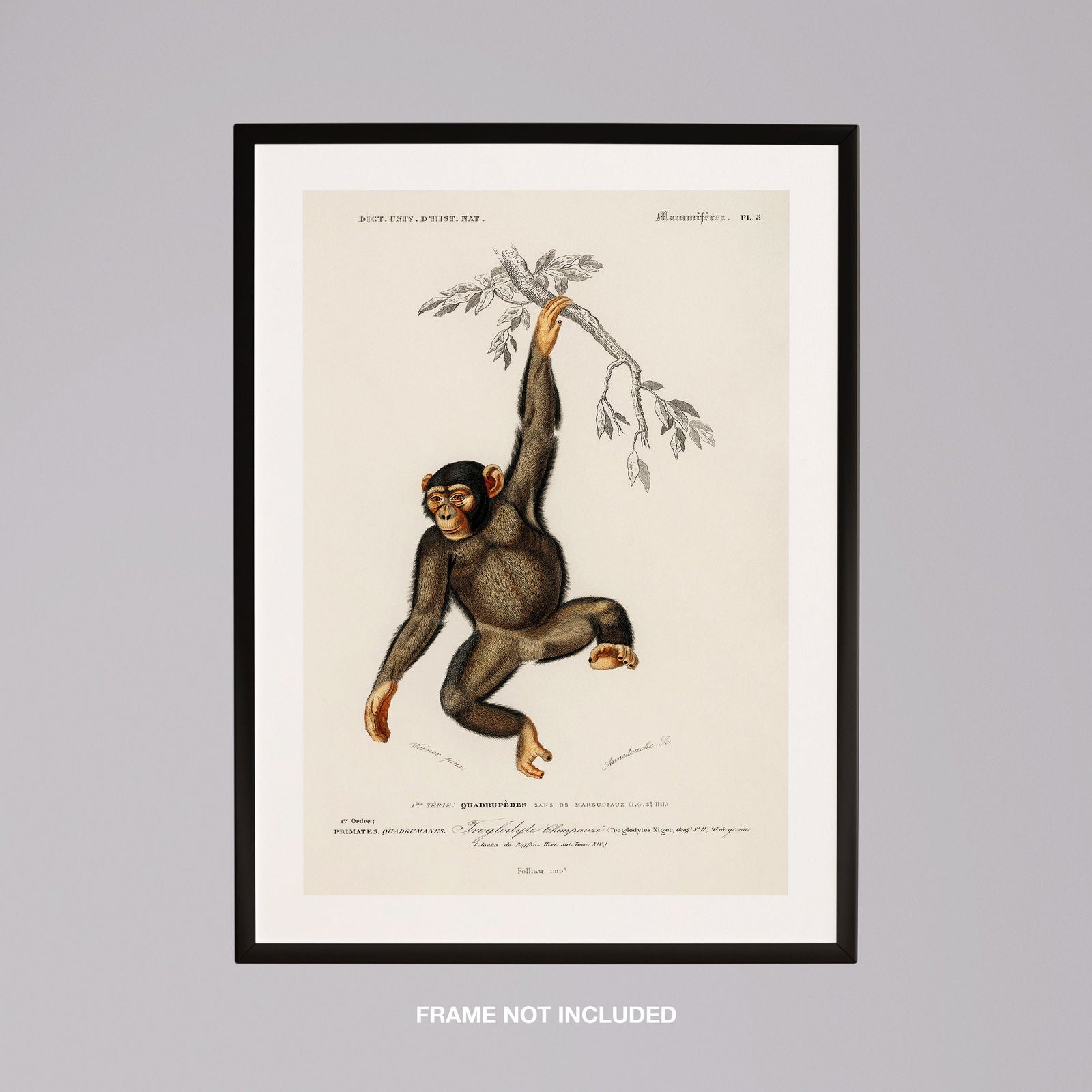 Chimpangze (Troglodyte Chimpanze) - Charles Dessalines D'Orbigny - Rolled Poster Wall Art Print | House Prints