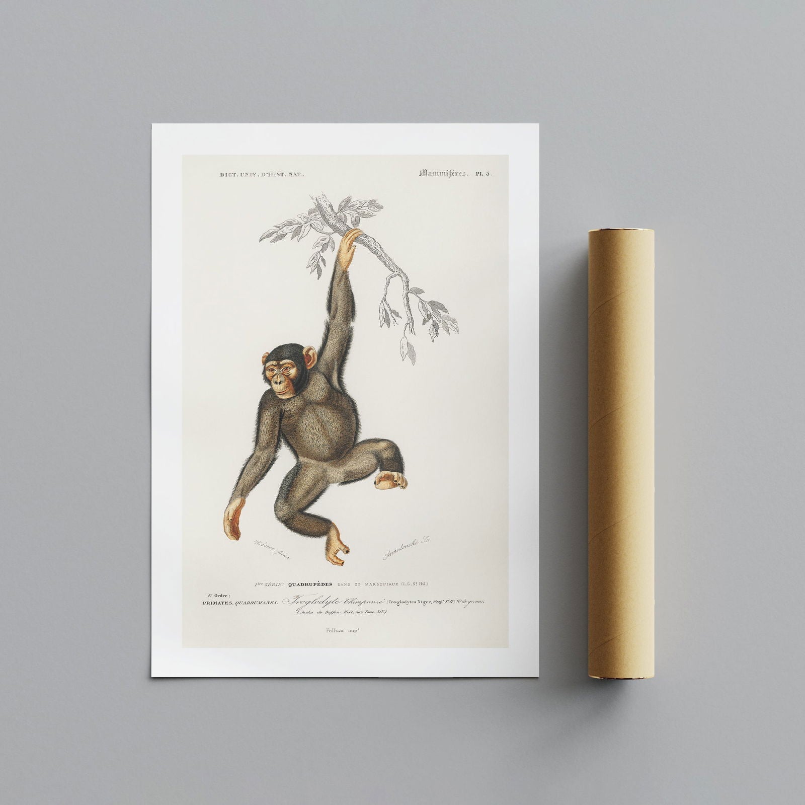 Chimpangze (Troglodyte Chimpanze) - Charles Dessalines D'Orbigny - Rolled Poster Wall Art Print | House Prints