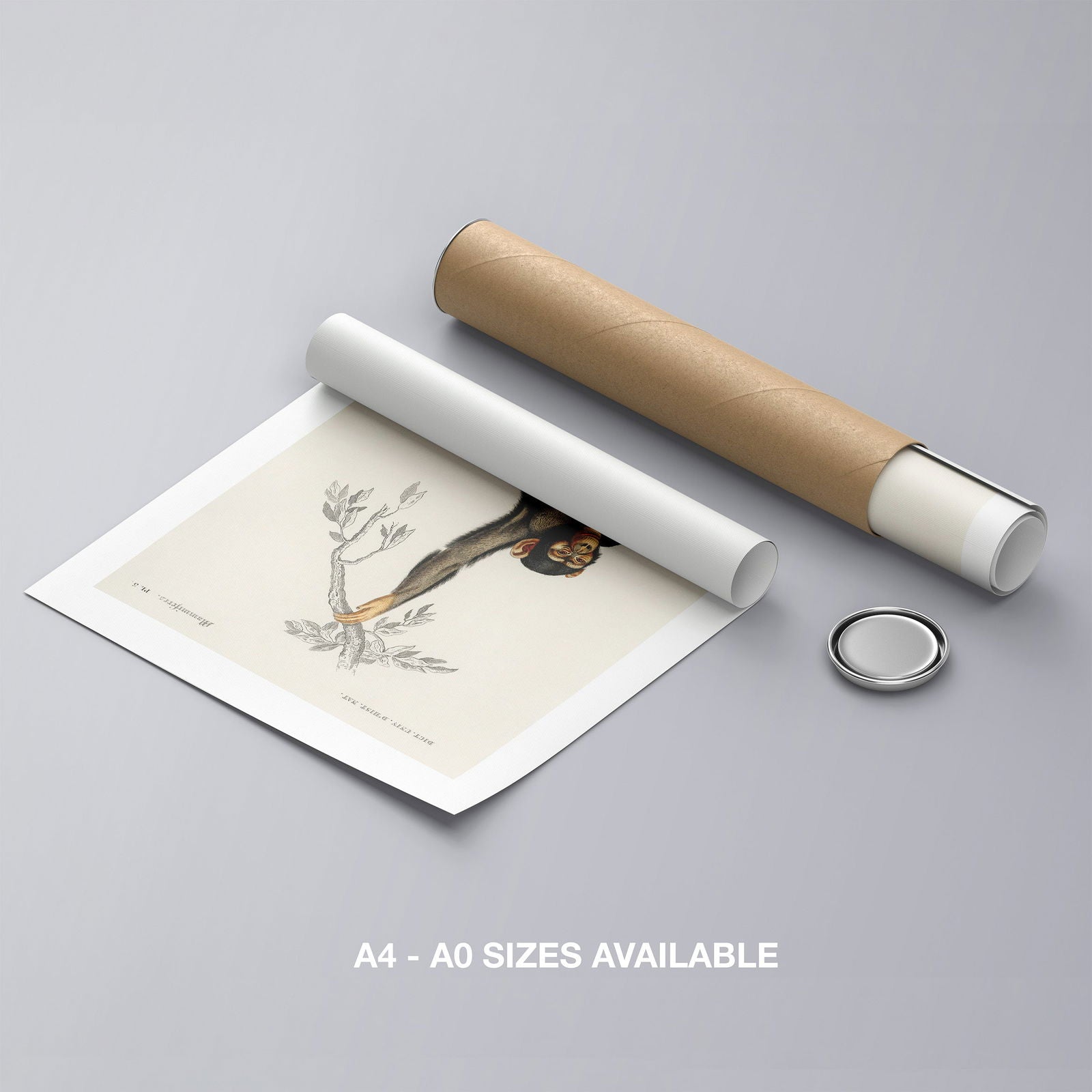 Chimpangze (Troglodyte Chimpanze) - Charles Dessalines D'Orbigny - Rolled Poster Wall Art Print | House Prints