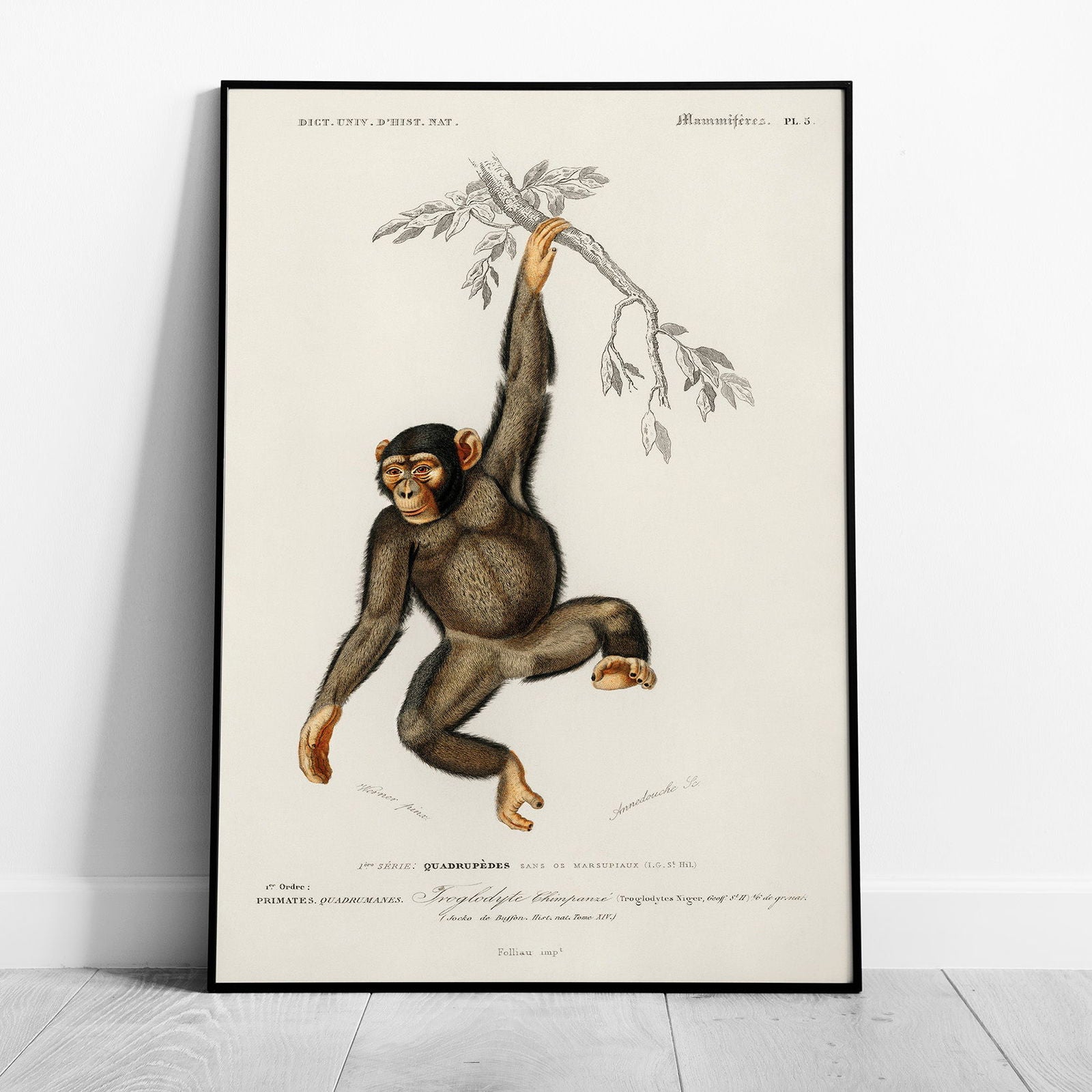 Chimpangze (Troglodyte Chimpanze) - Charles Dessalines D'Orbigny - Rolled Poster Wall Art Print | House Prints