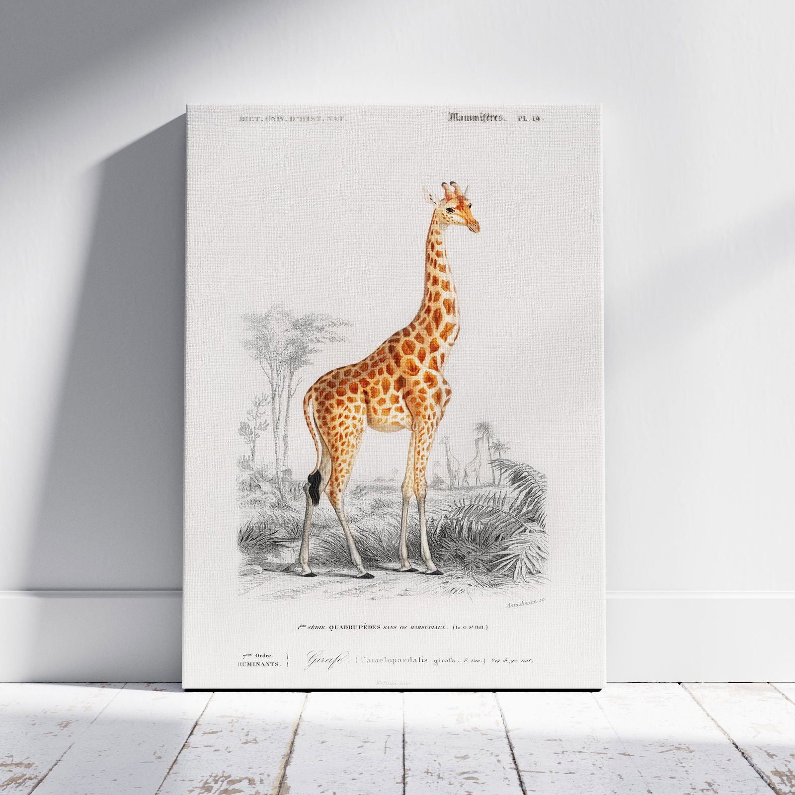 Giraffe (Giraffa Camelopardalis) - Charles Dessalines D'Orbigny - Framed Canvas Wall Art Print | House Prints