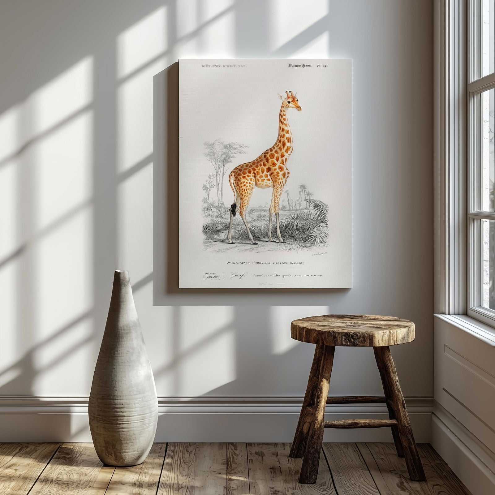 Giraffe (Giraffa Camelopardalis) - Charles Dessalines D'Orbigny - Framed Canvas Wall Art Print | House Prints