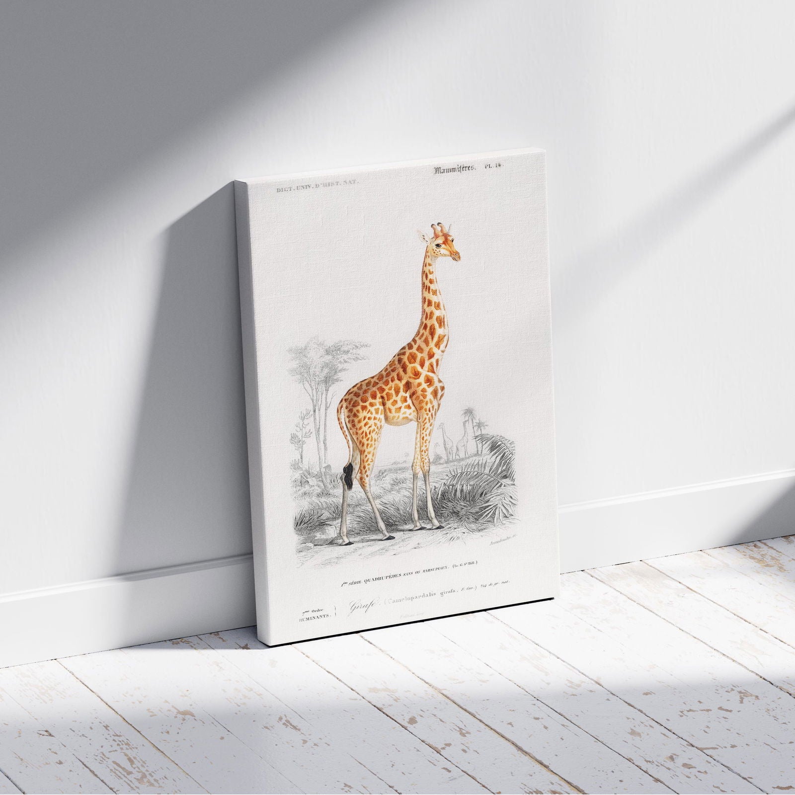 Giraffe (Giraffa Camelopardalis) - Charles Dessalines D'Orbigny - Framed Canvas Wall Art Print | House Prints