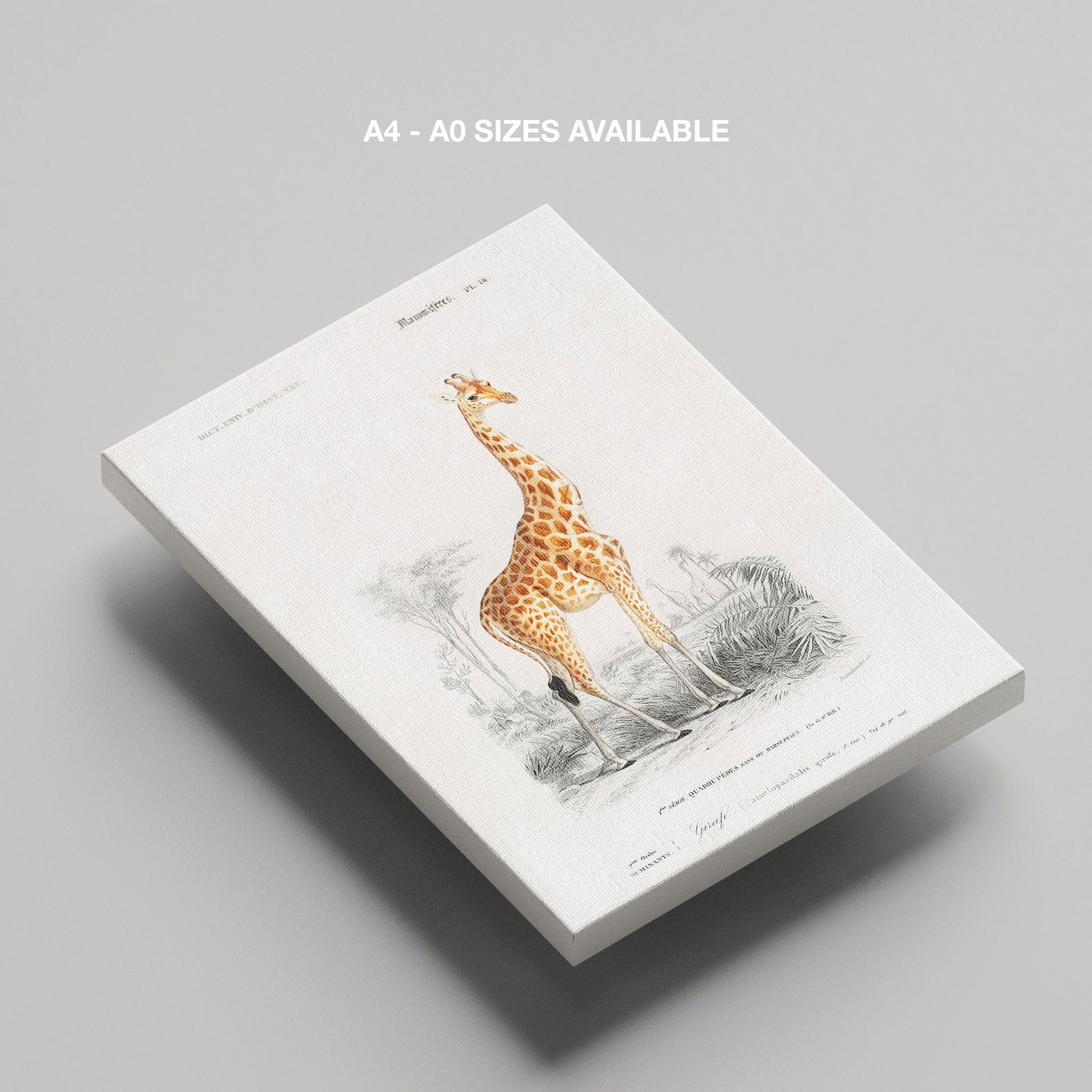 Giraffe (Giraffa Camelopardalis) - Charles Dessalines D'Orbigny - Framed Canvas Wall Art Print | House Prints