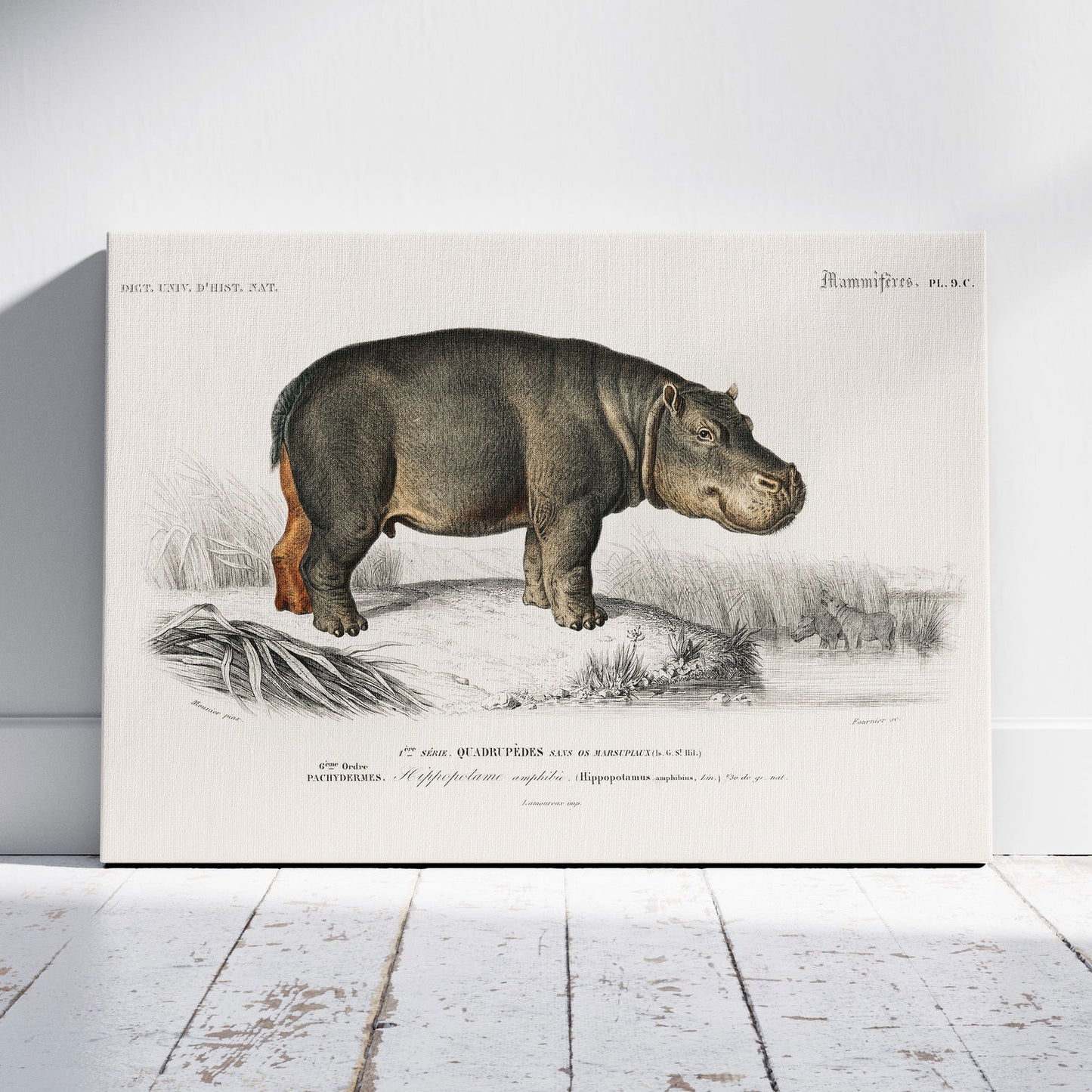 Hippopotamus (Hippopotame Amphibie) - Charles Dessalines D'Orbigny - Framed Canvas Wall Art Print - House Prints
