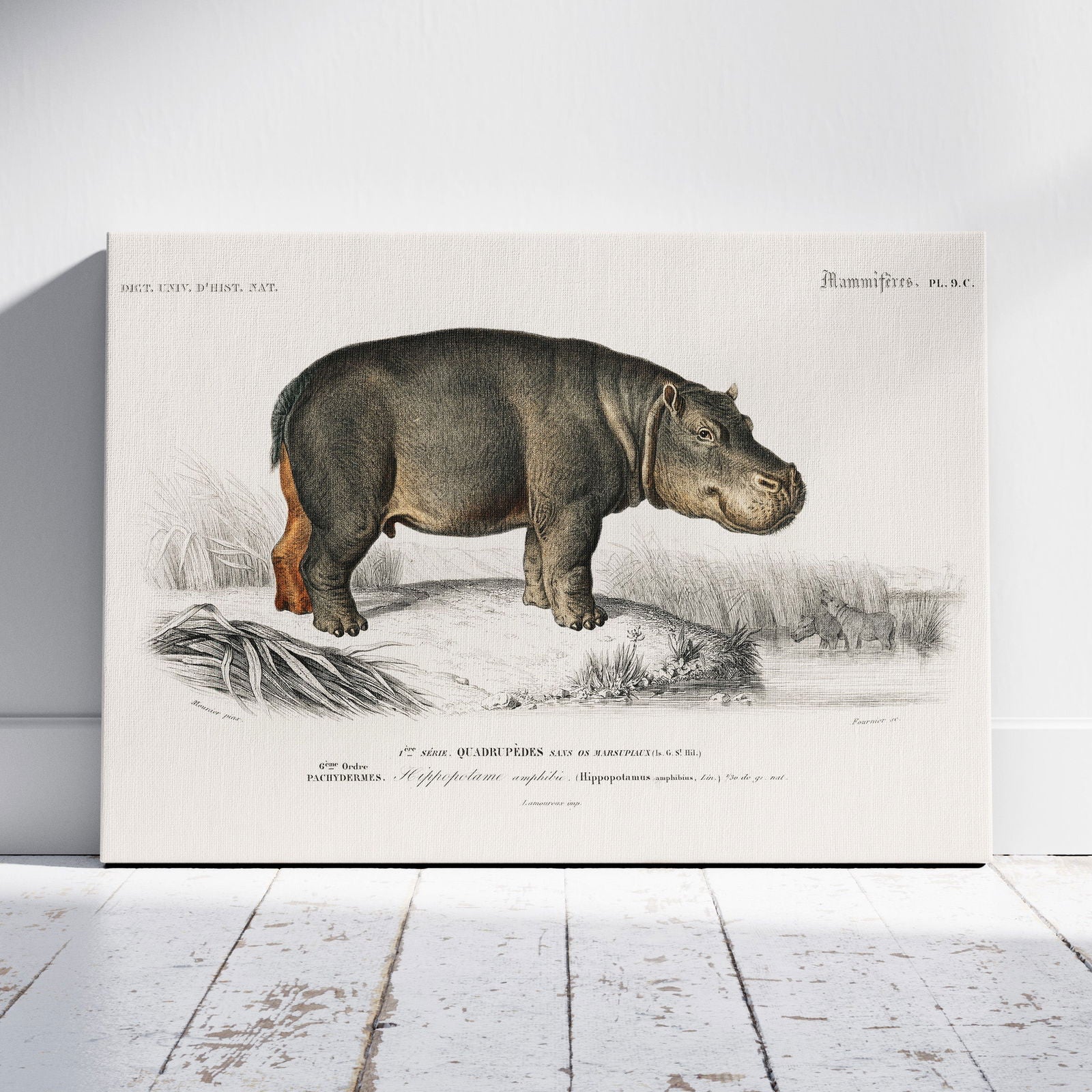 Hippopotamus (Hippopotame Amphibie) - Charles Dessalines D'Orbigny - Framed Canvas Wall Art Print | House Prints