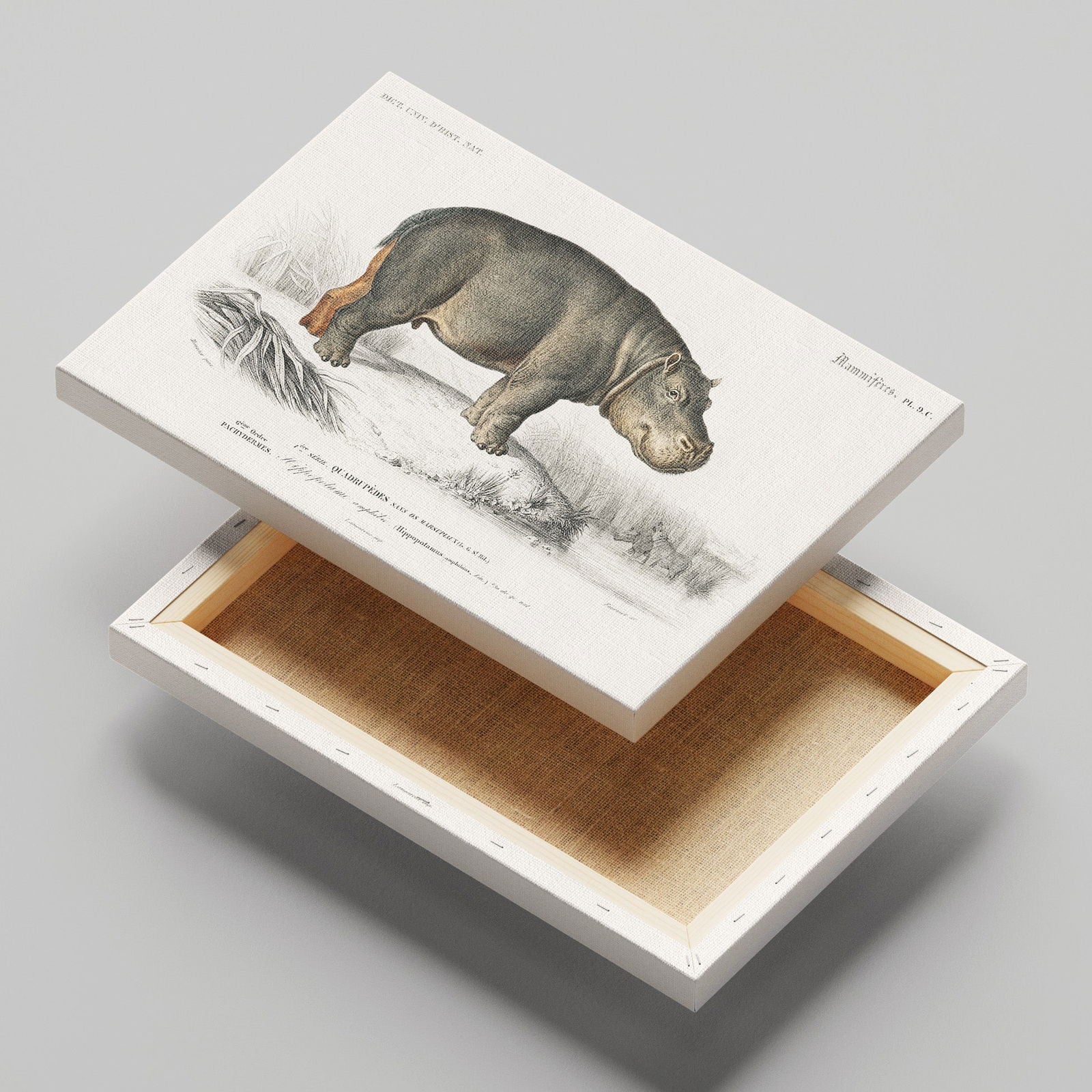 Hippopotamus (Hippopotame Amphibie) - Charles Dessalines D'Orbigny - Framed Canvas Wall Art Print | House Prints