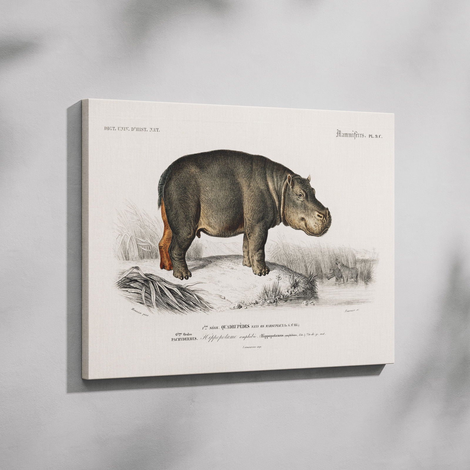 Hippopotamus (Hippopotame Amphibie) - Charles Dessalines D'Orbigny - Framed Canvas Wall Art Print | House Prints