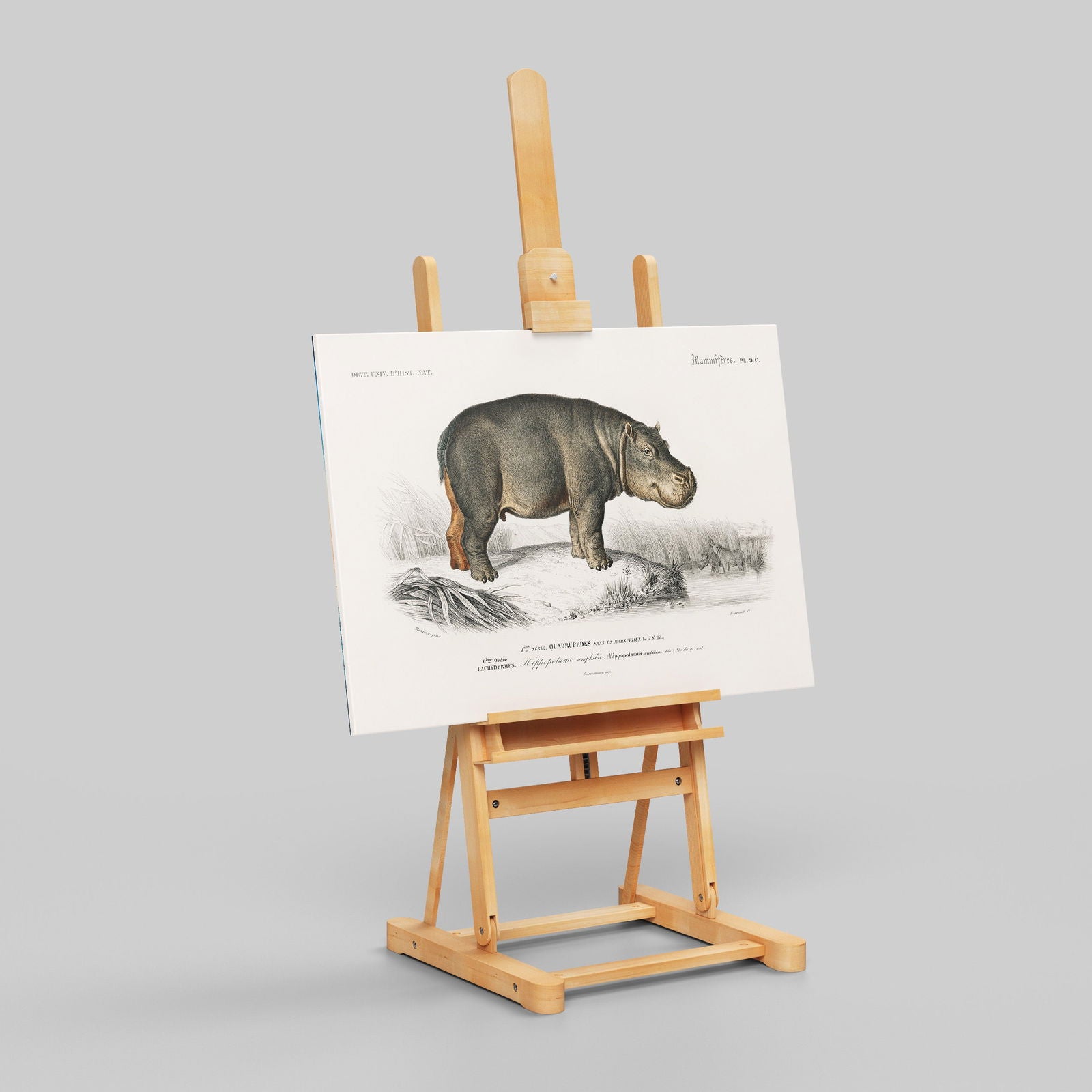 Hippopotamus (Hippopotame Amphibie) - Charles Dessalines D'Orbigny - Framed Canvas Wall Art Print | House Prints