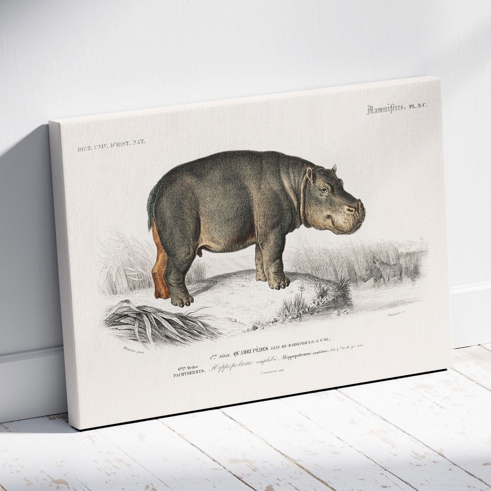 Hippopotamus (Hippopotame Amphibie) - Charles Dessalines D'Orbigny - Framed Canvas Wall Art Print | House Prints