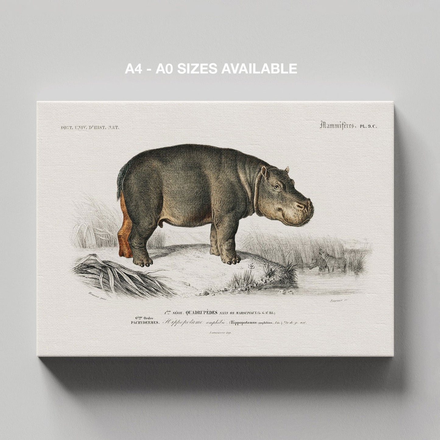 Hippopotamus (Hippopotame Amphibie) - Charles Dessalines D'Orbigny - Framed Canvas Wall Art Print - House Prints