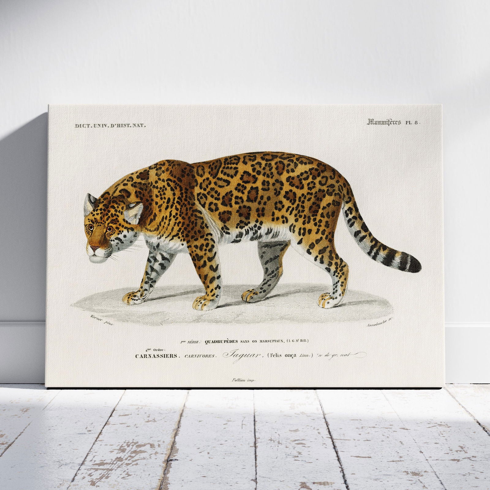 Jaguar (Panthera Onca) - Charles Dessalines D'Orbigny - Framed Canvas Wall Art Print | House Prints