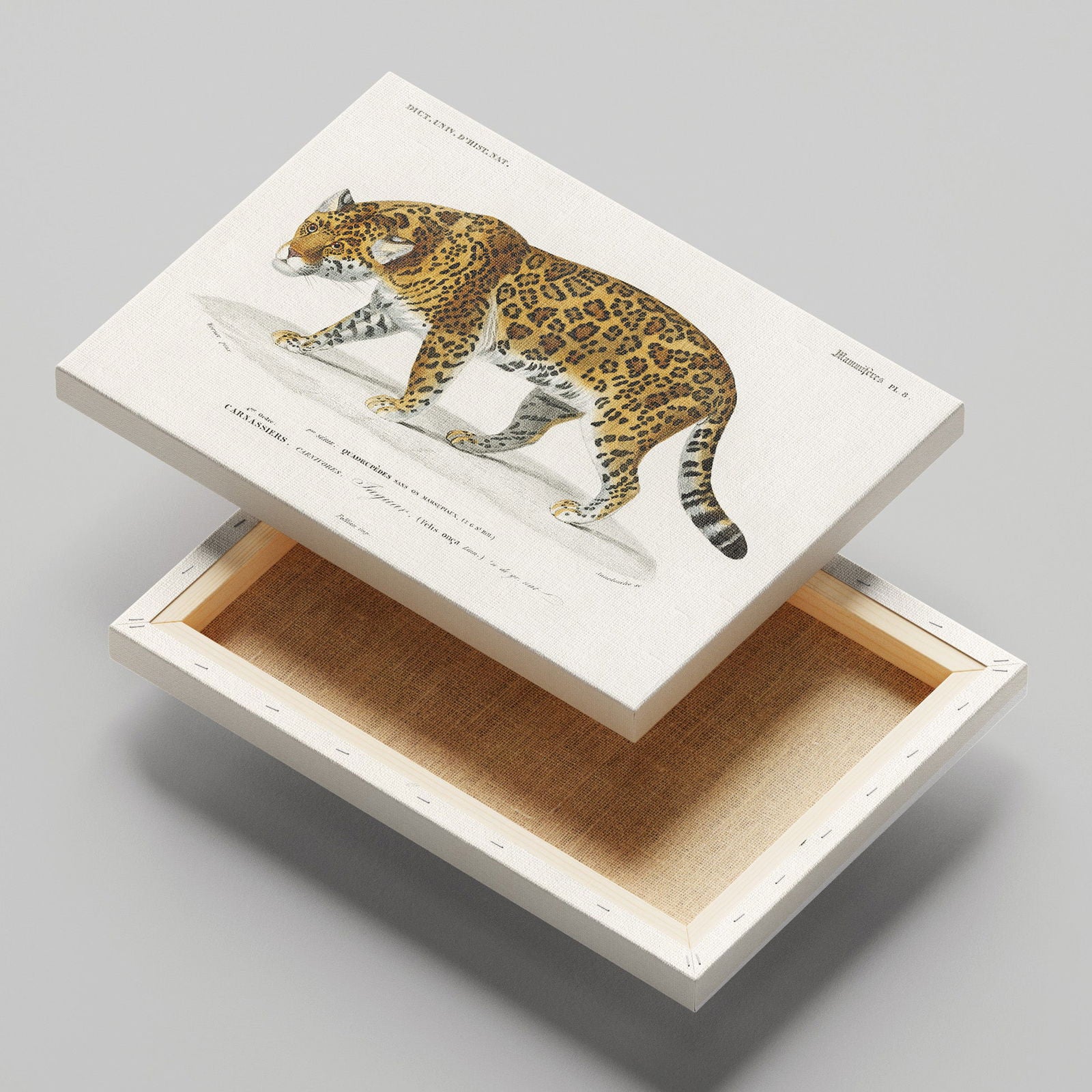 Jaguar (Panthera Onca) - Charles Dessalines D'Orbigny - Framed Canvas Wall Art Print | House Prints