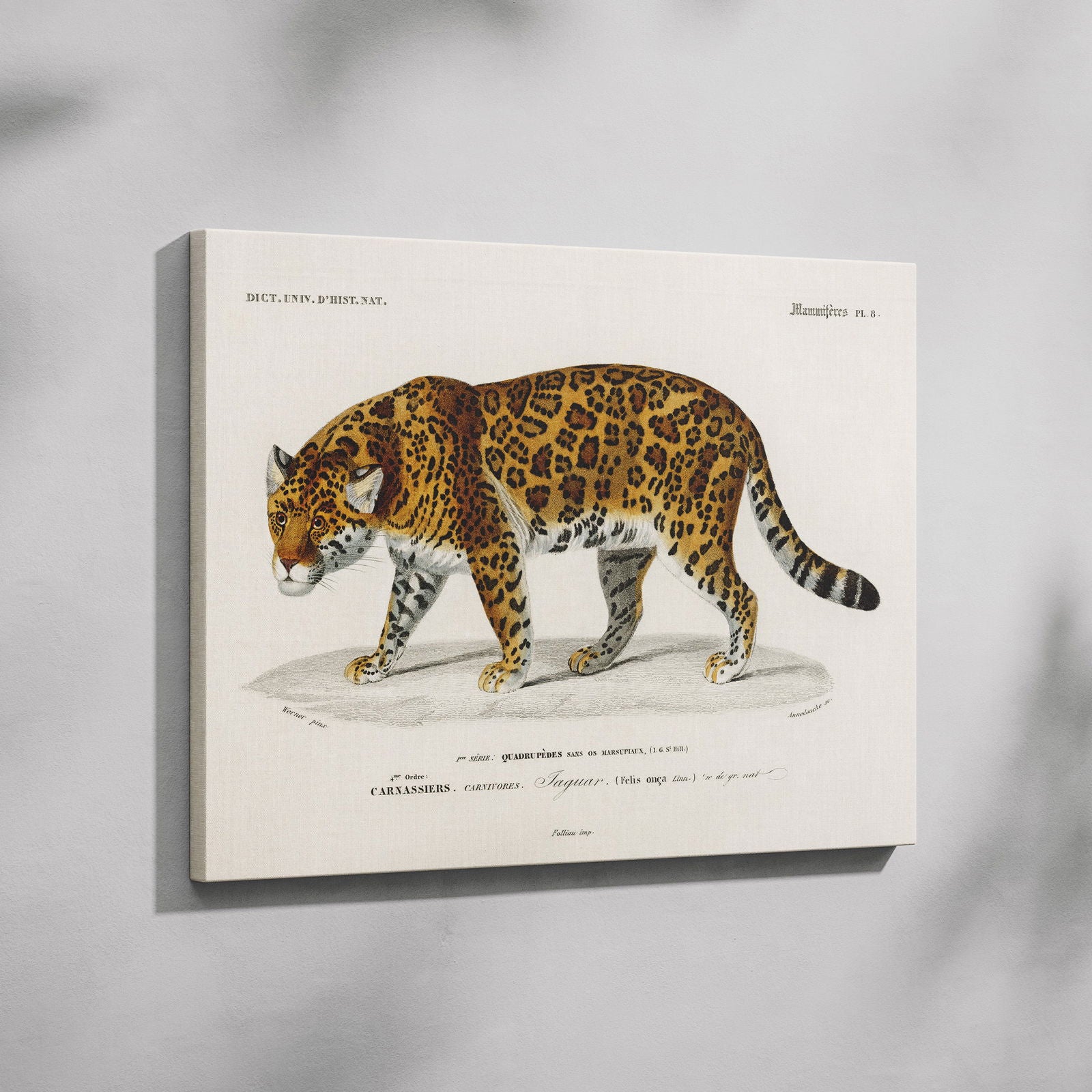 Jaguar (Panthera Onca) - Charles Dessalines D'Orbigny - Framed Canvas Wall Art Print | House Prints