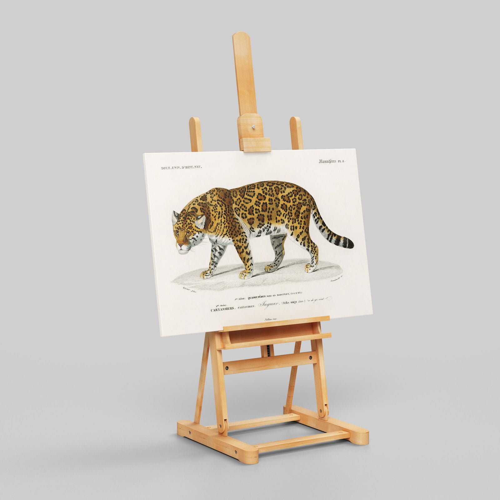 Jaguar (Panthera Onca) - Charles Dessalines D'Orbigny - Framed Canvas Wall Art Print | House Prints