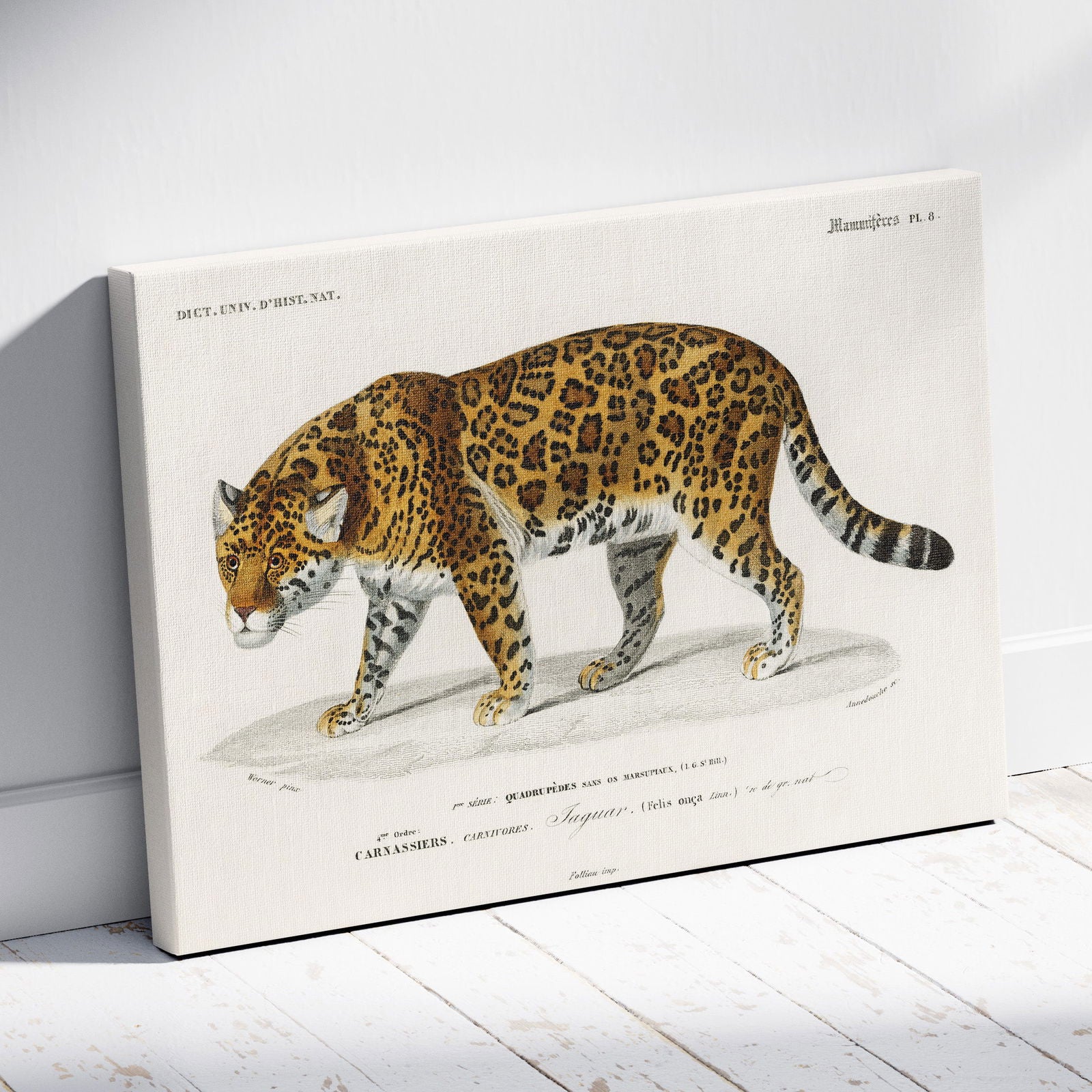 Jaguar (Panthera Onca) - Charles Dessalines D'Orbigny - Framed Canvas Wall Art Print | House Prints