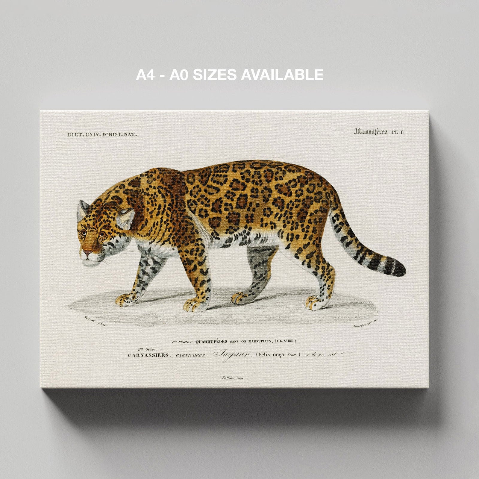 Jaguar (Panthera Onca) - Charles Dessalines D'Orbigny - Framed Canvas Wall Art Print | House Prints