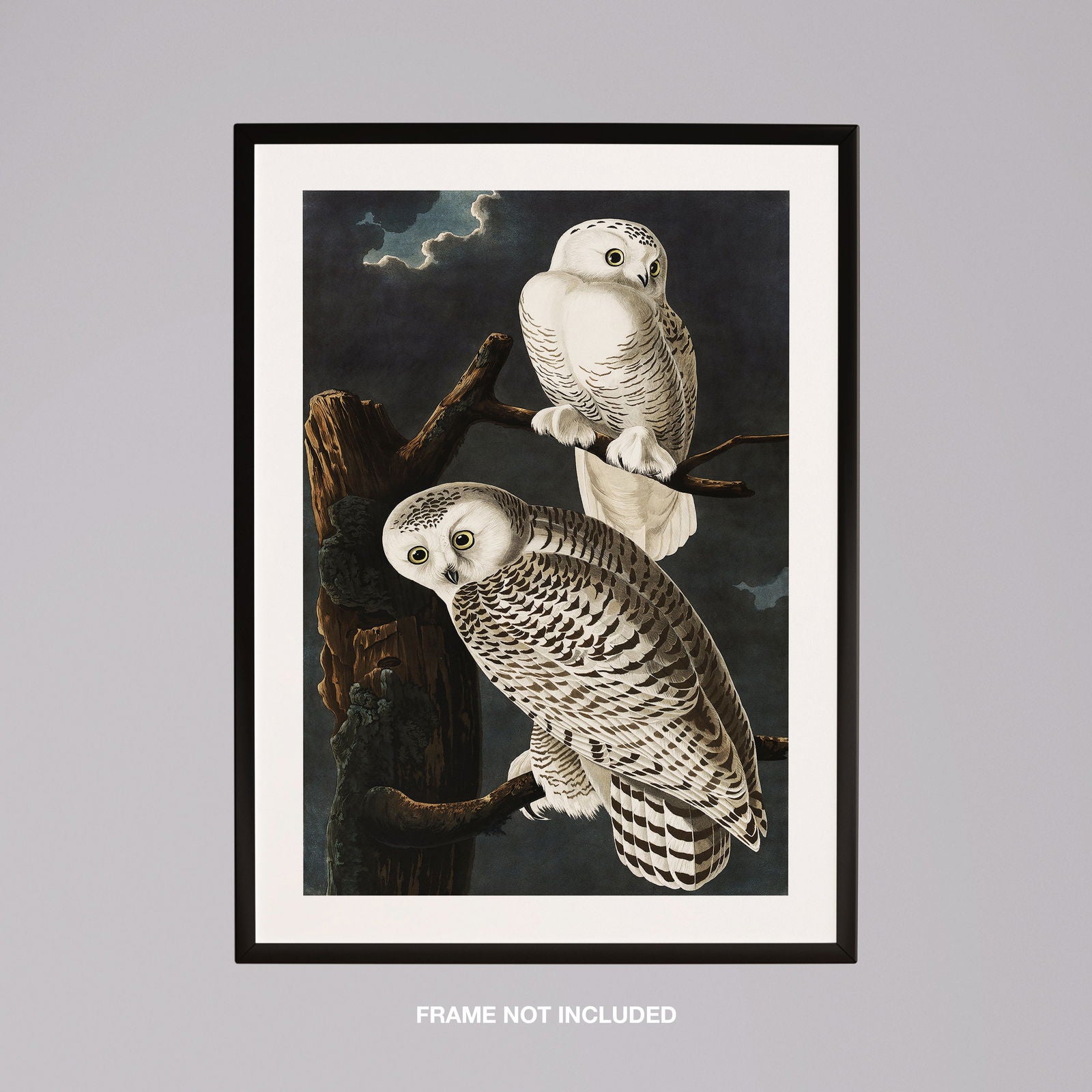 Snowy Owl from Birds of America - John James Audubon - Rolled Poster Wall Art Print | House Prints