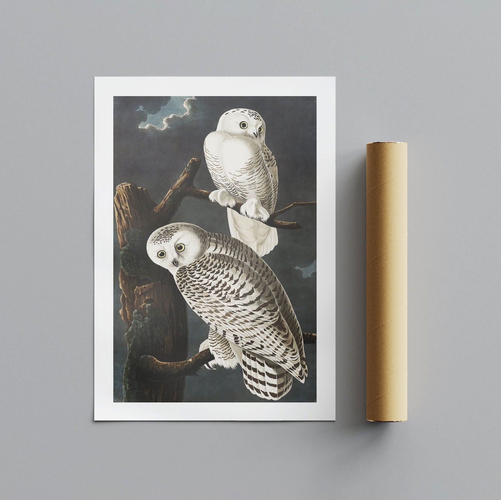 Snowy Owl from Birds of America - John James Audubon - Rolled Poster Wall Art Print | House Prints