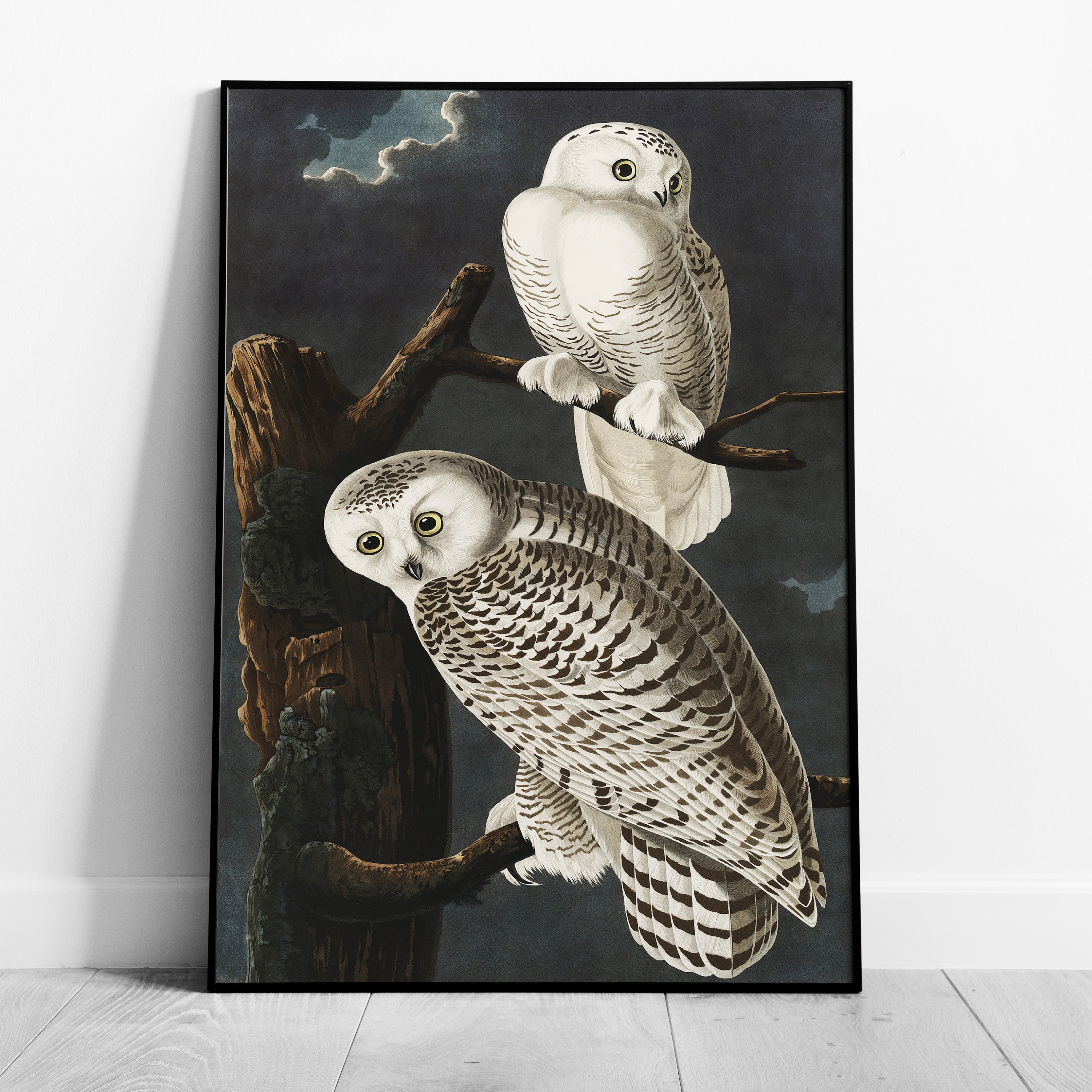 Snowy Owl from Birds of America - John James Audubon - Rolled Poster Wall Art Print | House Prints