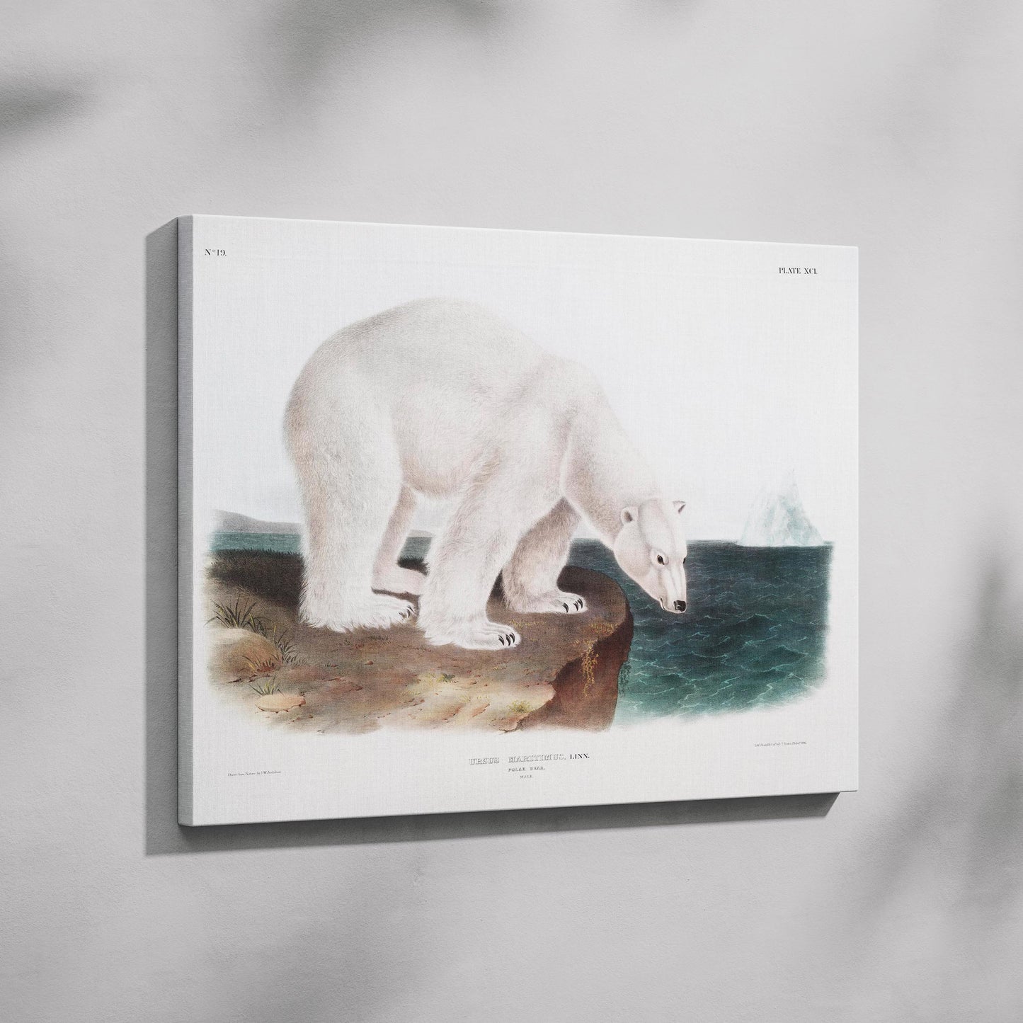 Polar Bear - John James Audubon - Framed Canvas Wall Art Print - House Prints
