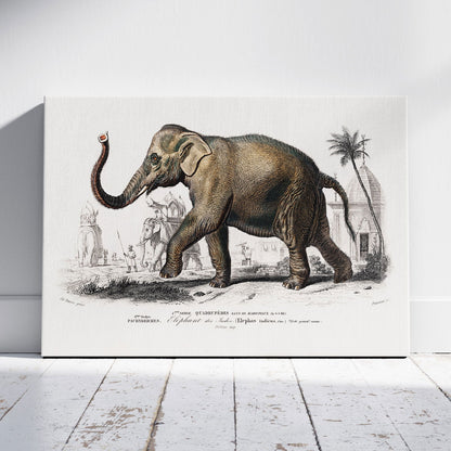 Asiatic Elephant (Elephas Maximus) - Charles Dessalines D'Orbigny - Framed Canvas Wall Art Print - House Prints