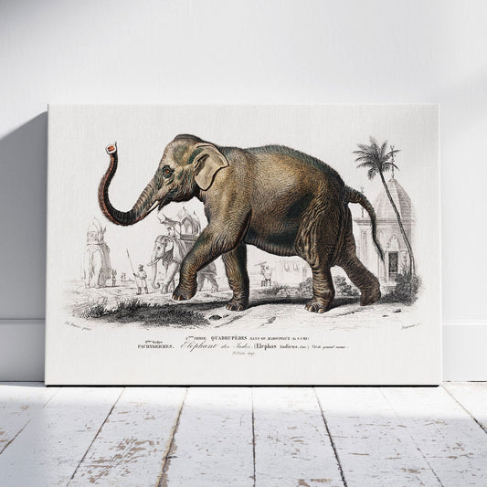 Asiatic Elephant (Elephas Maximus) - Charles Dessalines D'Orbigny - Framed Canvas Wall Art Print - House Prints