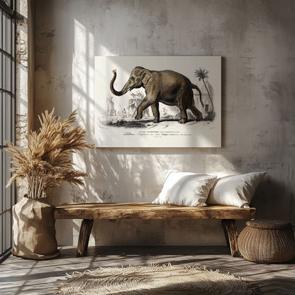 Asiatic Elephant (Elephas Maximus) - Charles Dessalines D'Orbigny - Framed Canvas Wall Art Print - House Prints