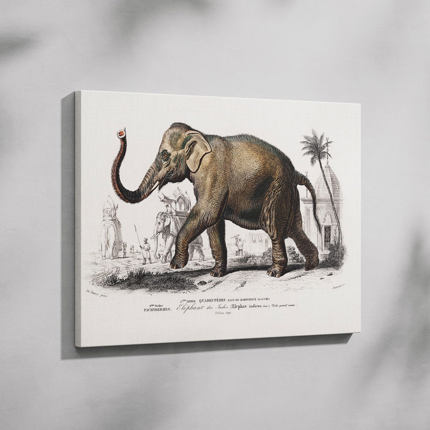 Asiatic Elephant (Elephas Maximus) - Charles Dessalines D'Orbigny - Framed Canvas Wall Art Print - House Prints