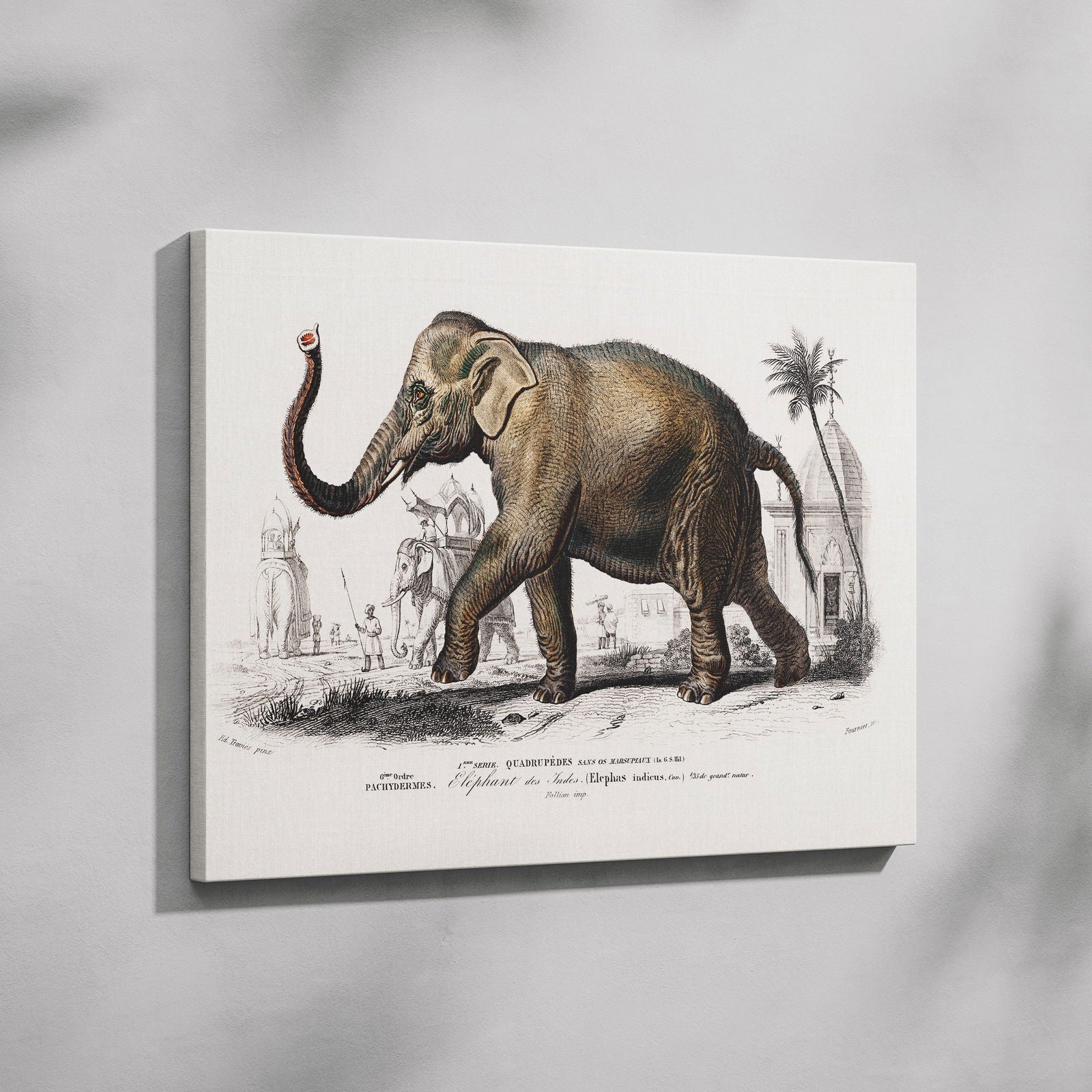 Asiatic Elephant (Elephas Maximus) - Charles Dessalines D'Orbigny - Framed Canvas Wall Art Print - House Prints