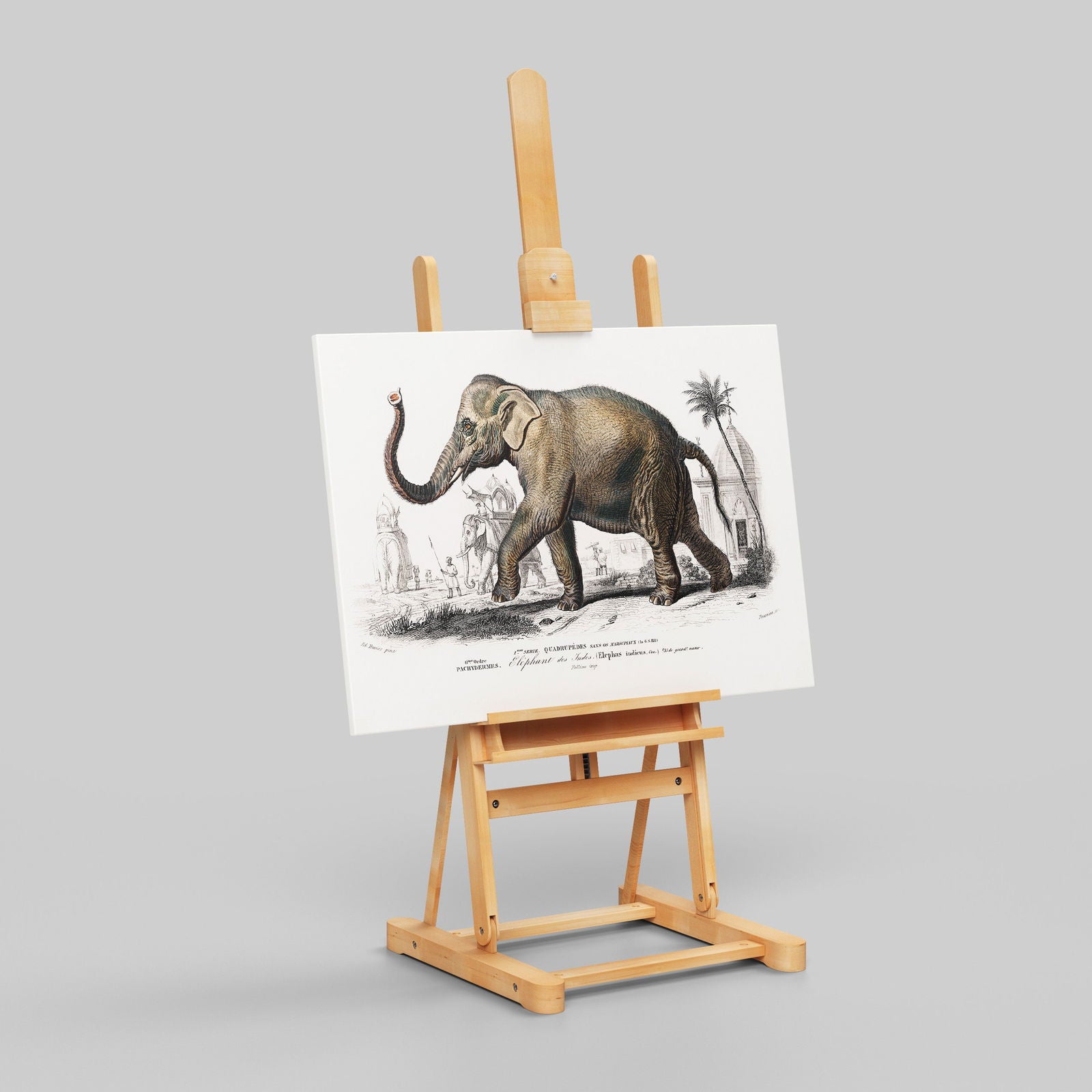 Asiatic Elephant (Elephas Maximus) - Charles Dessalines D'Orbigny - Framed Canvas Wall Art Print - House Prints