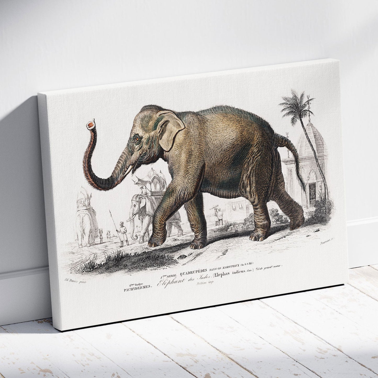 Asiatic Elephant (Elephas Maximus) - Charles Dessalines D'Orbigny - Framed Canvas Wall Art Print - House Prints