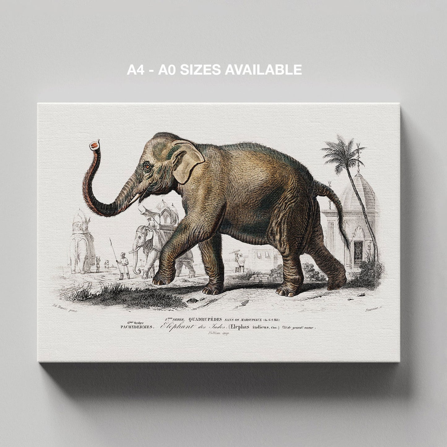 Asiatic Elephant (Elephas Maximus) - Charles Dessalines D'Orbigny - Framed Canvas Wall Art Print - House Prints