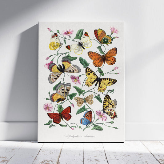 Butterfly and Moth - Paul Gervais - Framed Canvas Wall Art Print - House Prints
