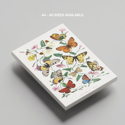Butterfly and Moth - Paul Gervais - Framed Canvas Wall Art Print - House Prints